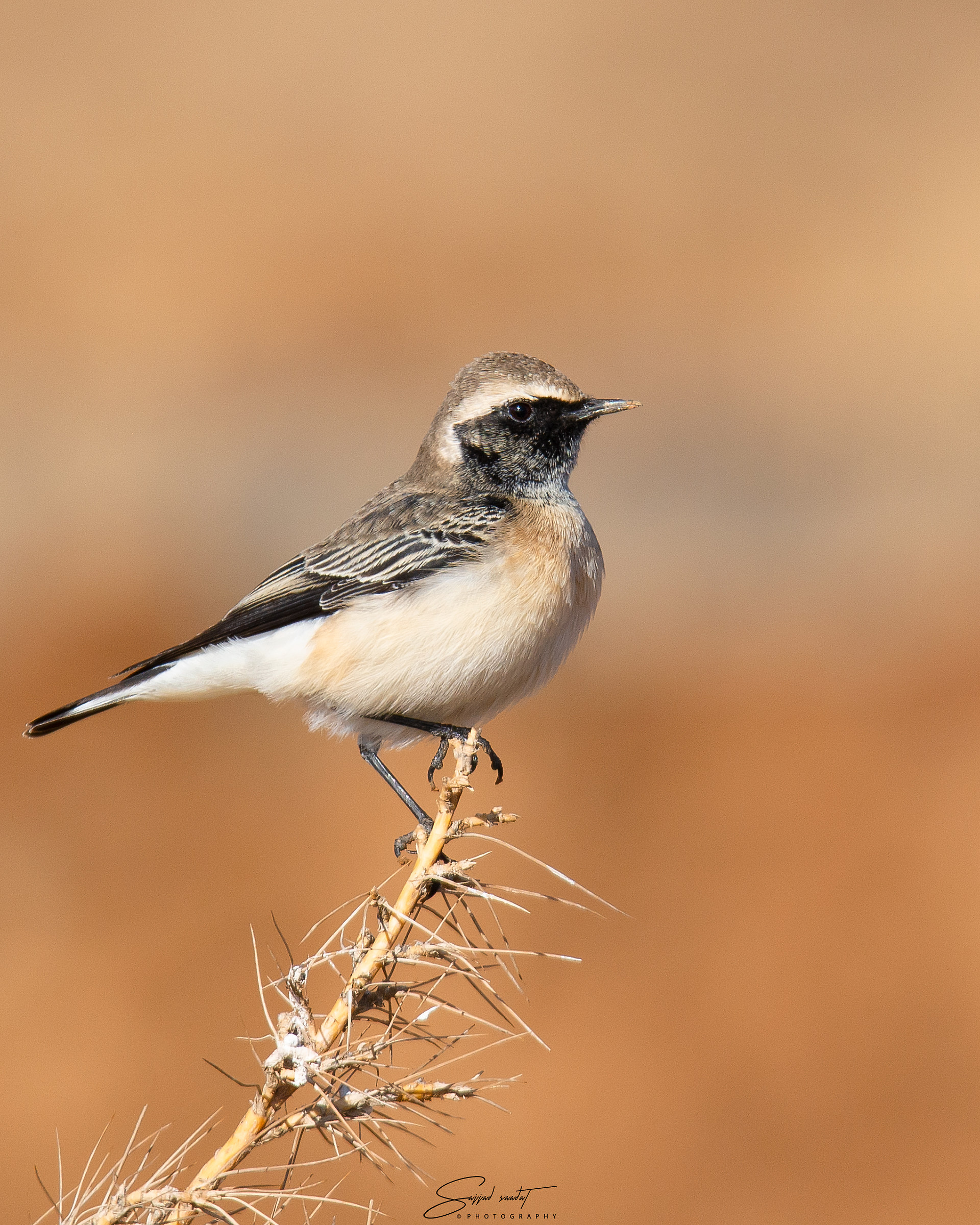 Pied Wheatear