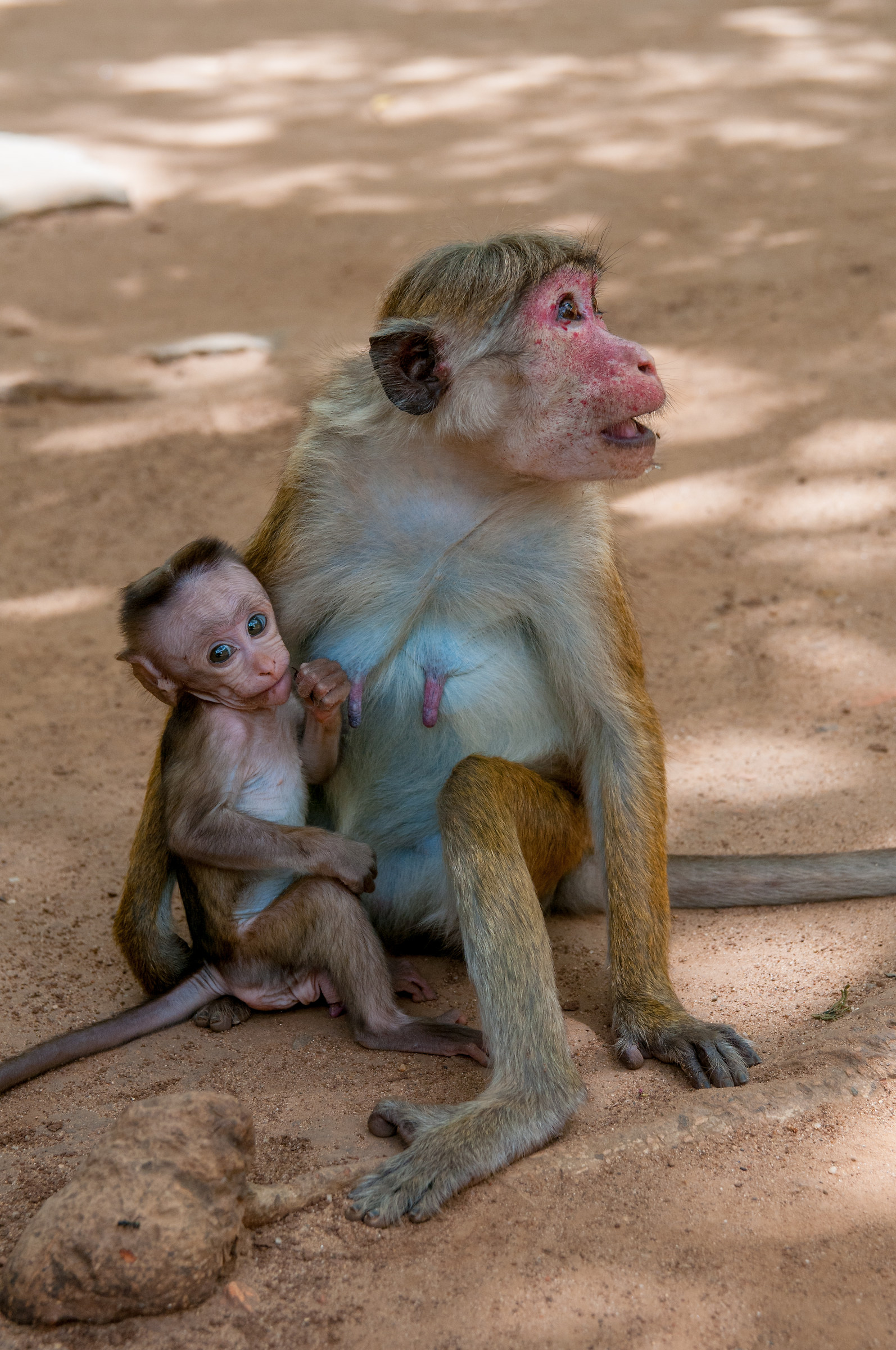 Macaques mom and puppy