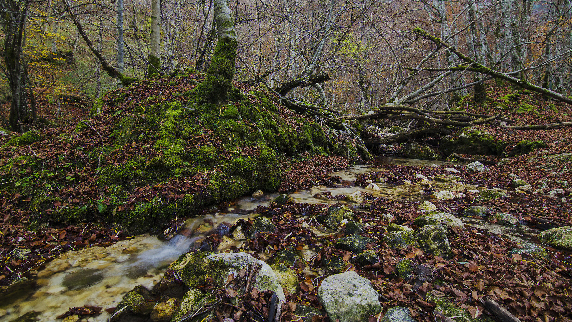More leaves than water