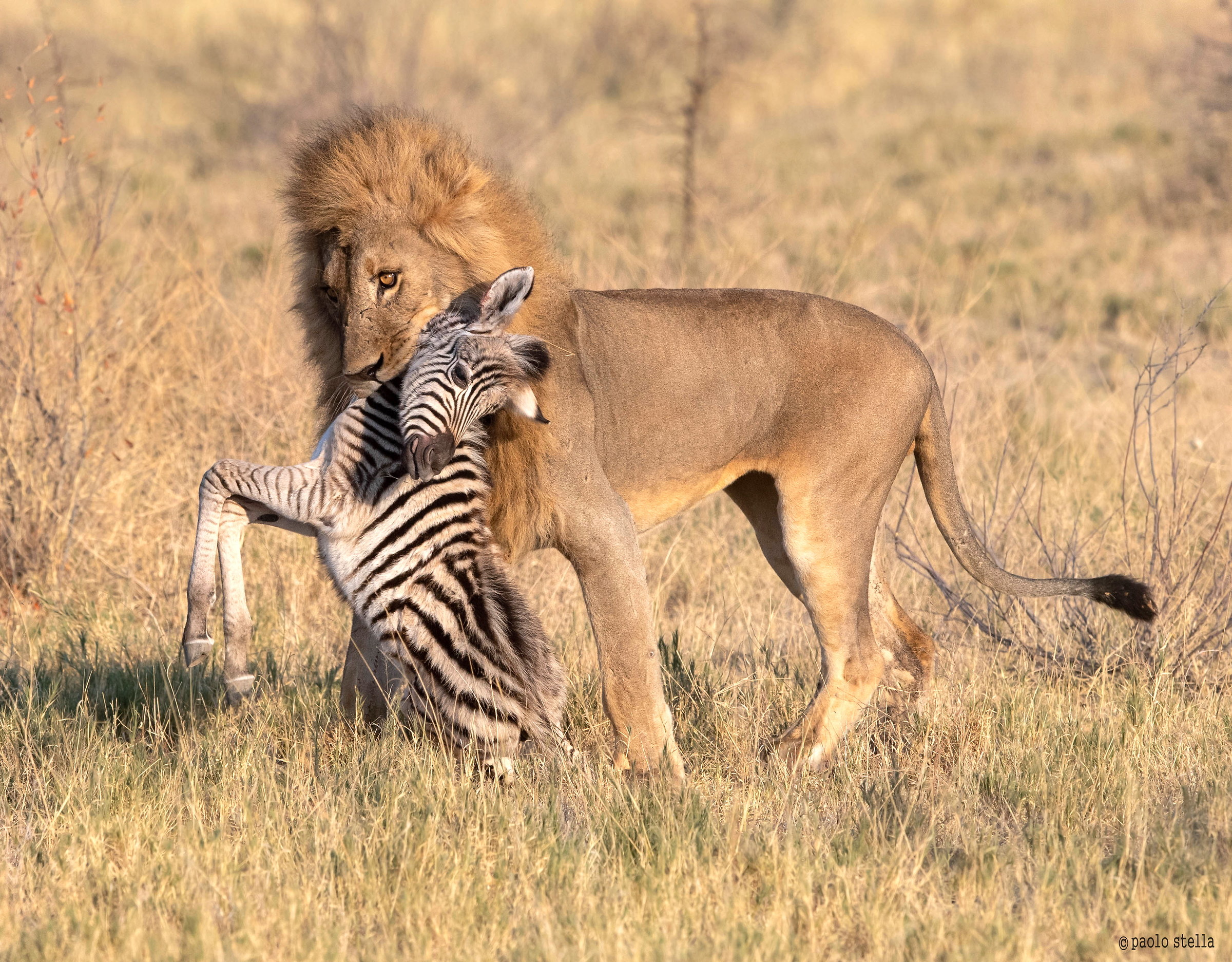 The male and the prey