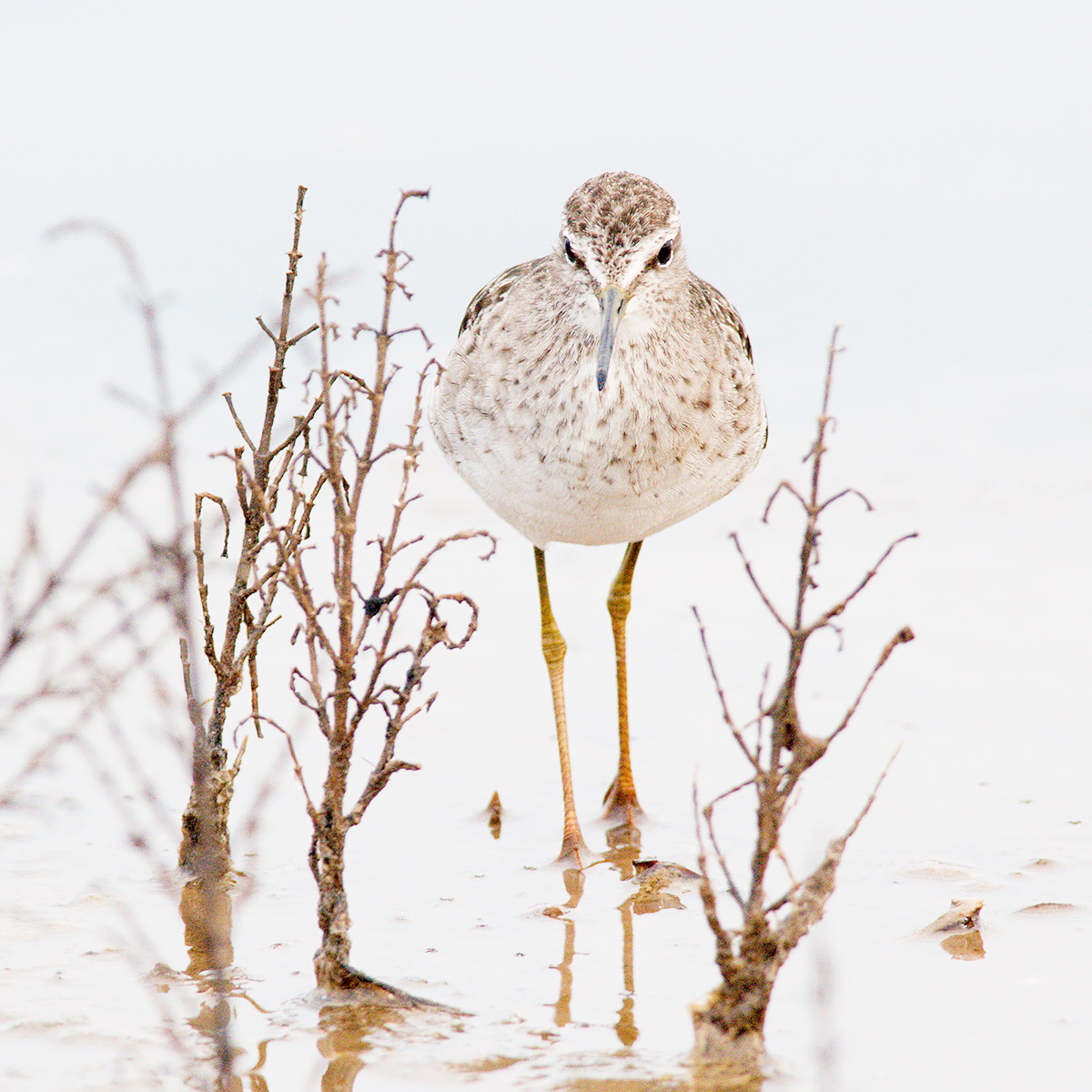 Pyro Pyro Boschereccio