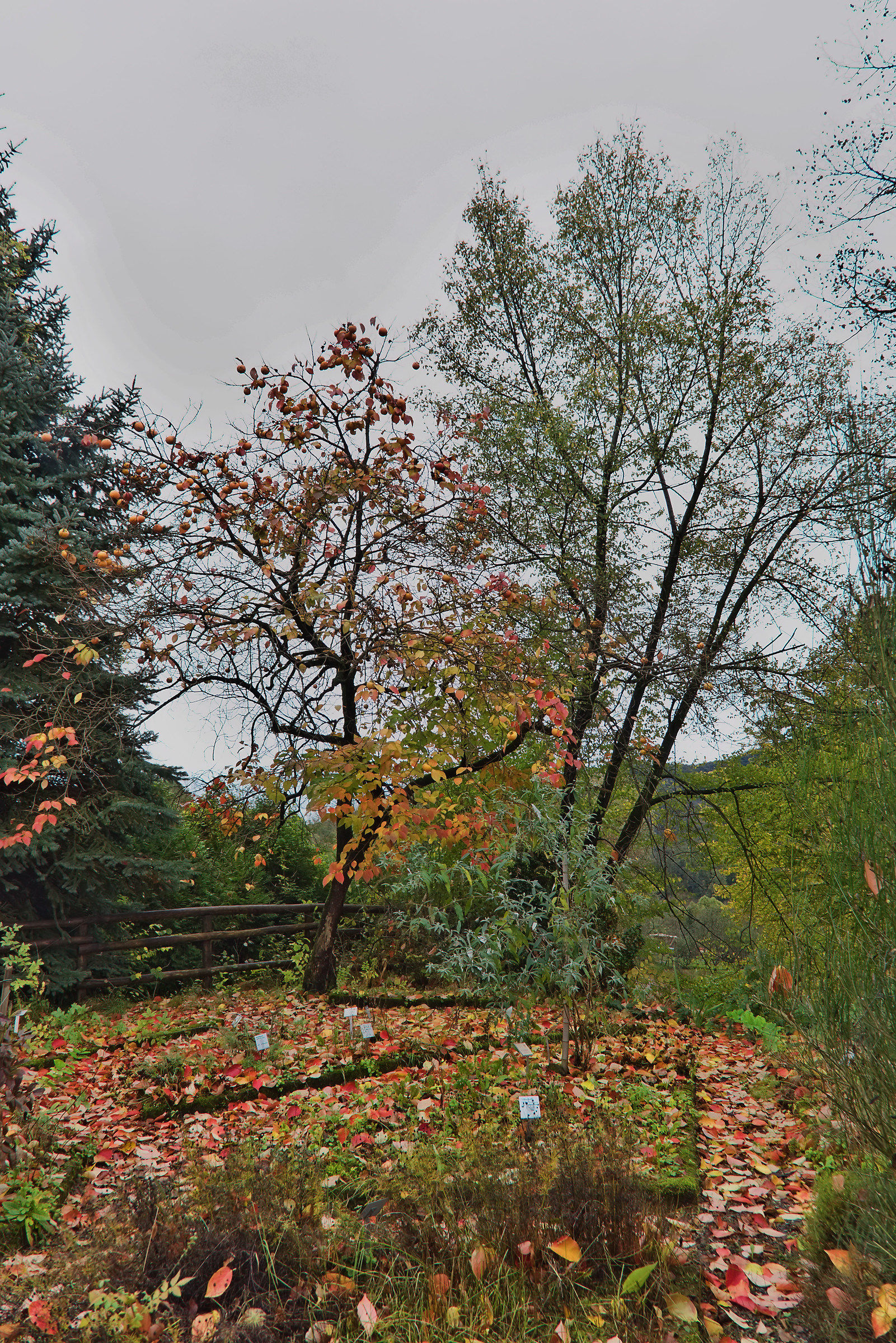 Caco of the Botanical garden