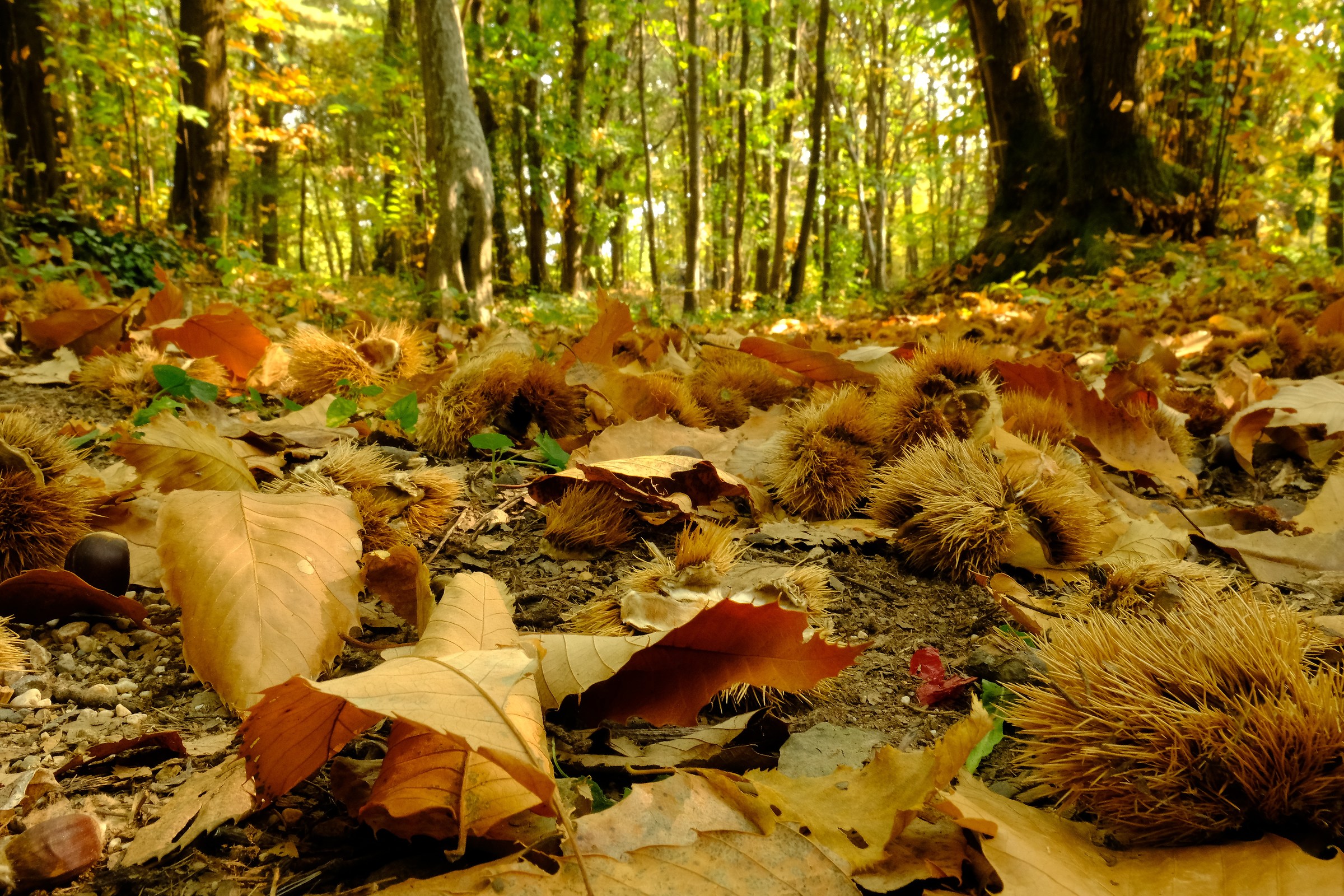 Bosco delle castagne