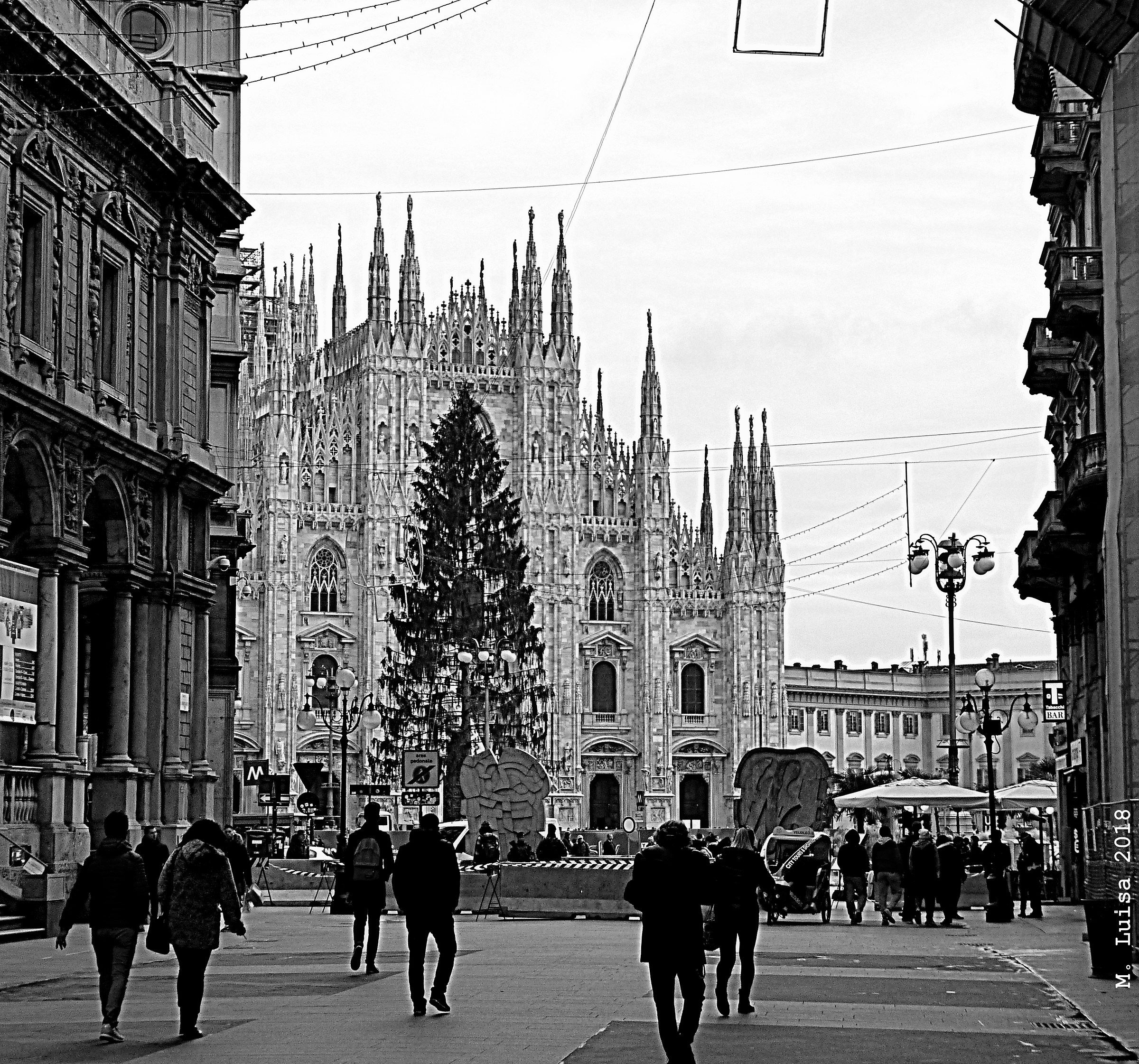 l'albero in Piazza Duomo