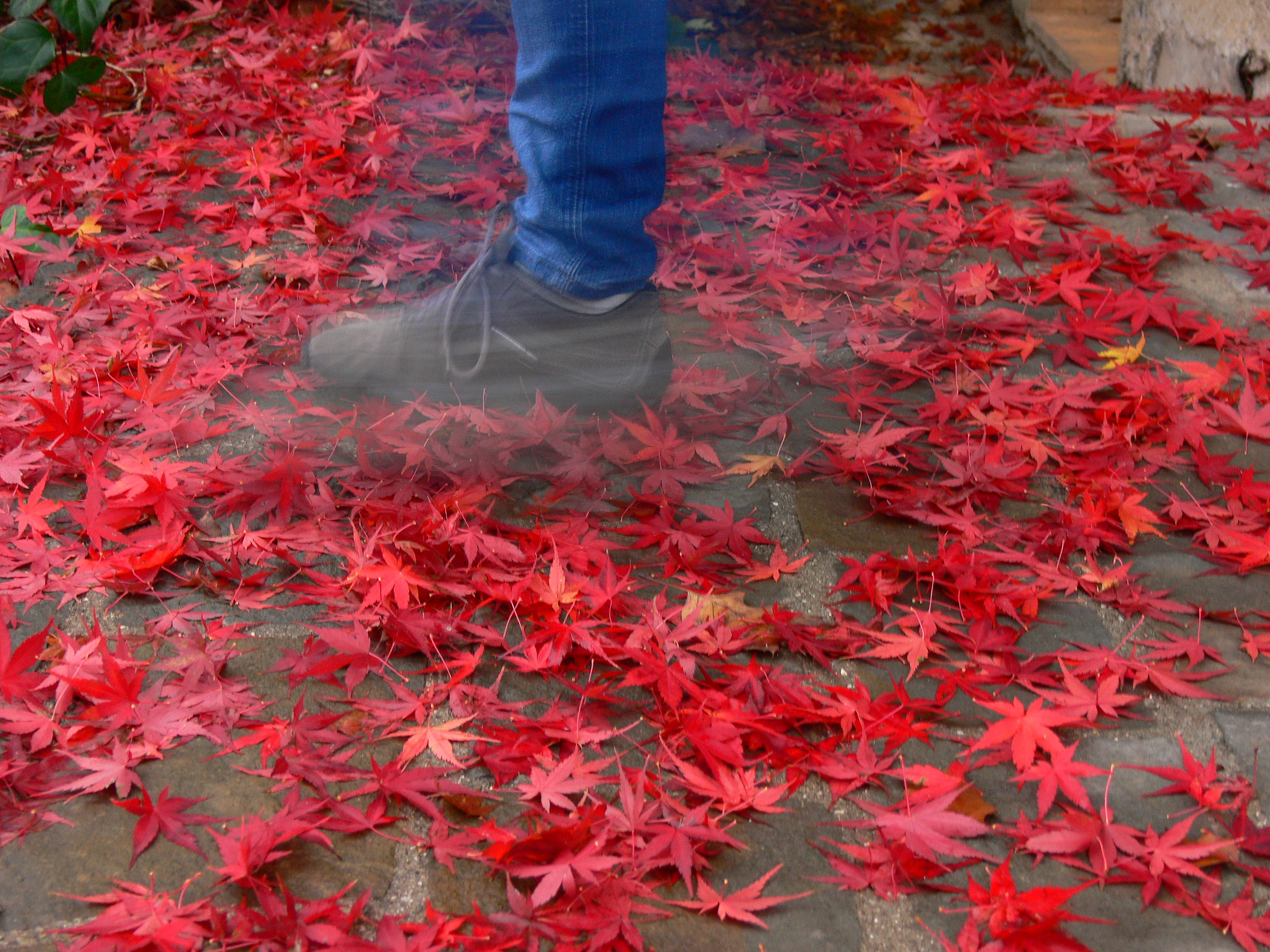 Fogliage .....slow step