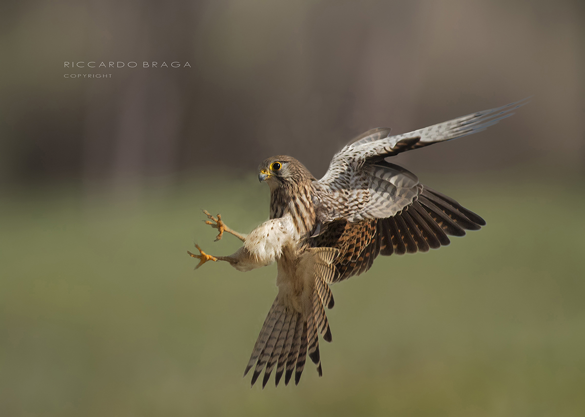 Female Kestrel