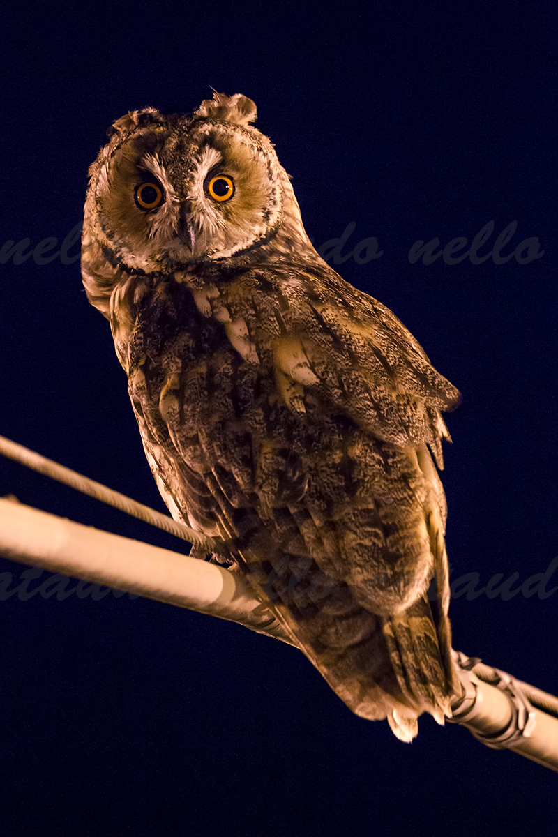 Common Owl