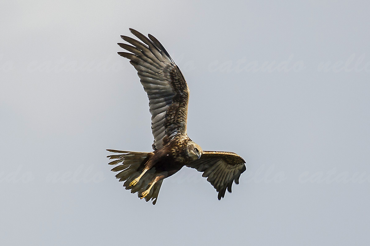 Marsh Hawk