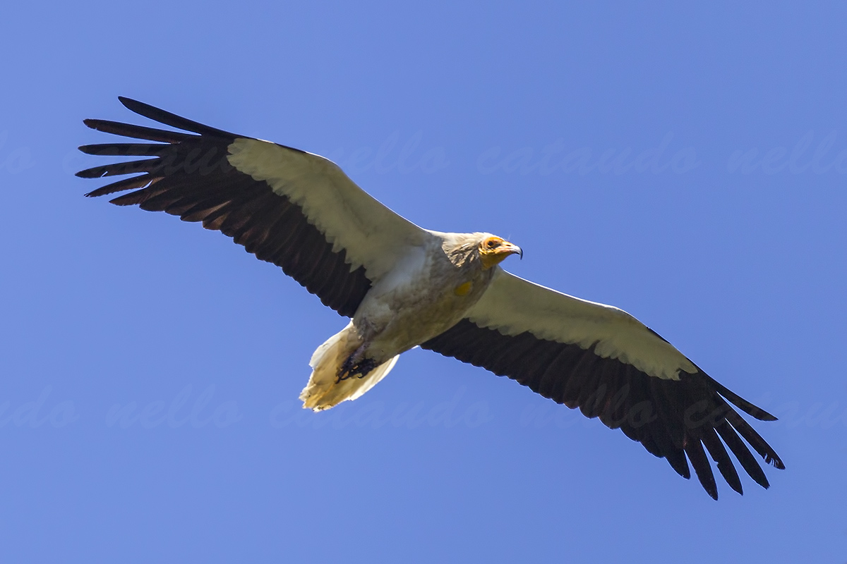 Egyptian Vulture
