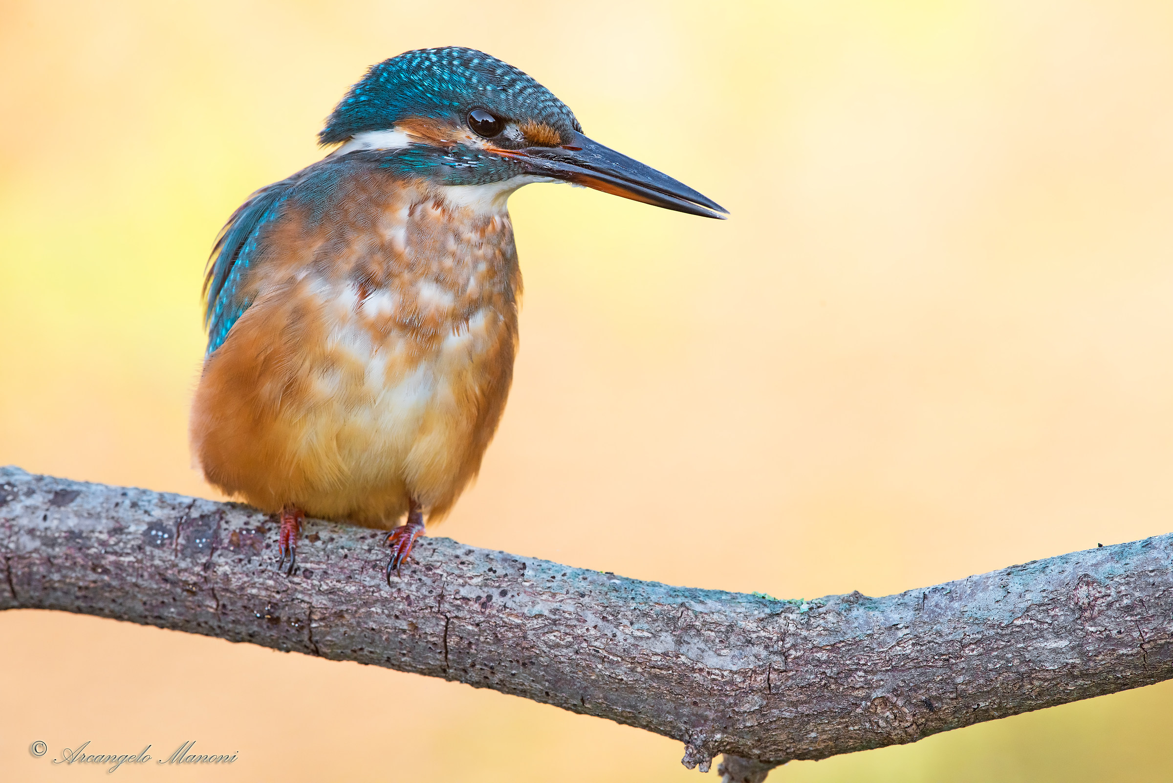 Tra l'oro del tramonto