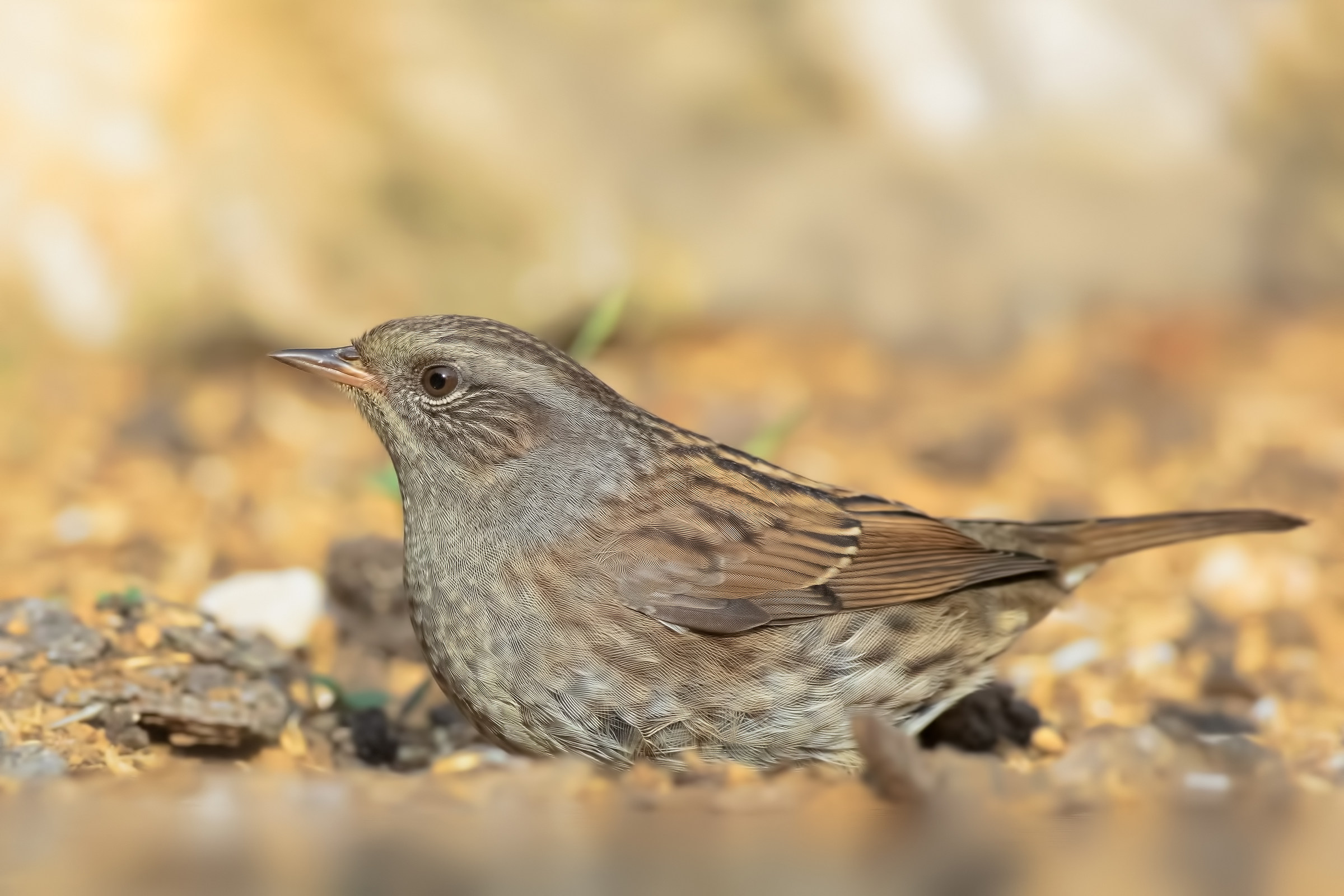 Ritratto di Passera scopaiola in 4K.