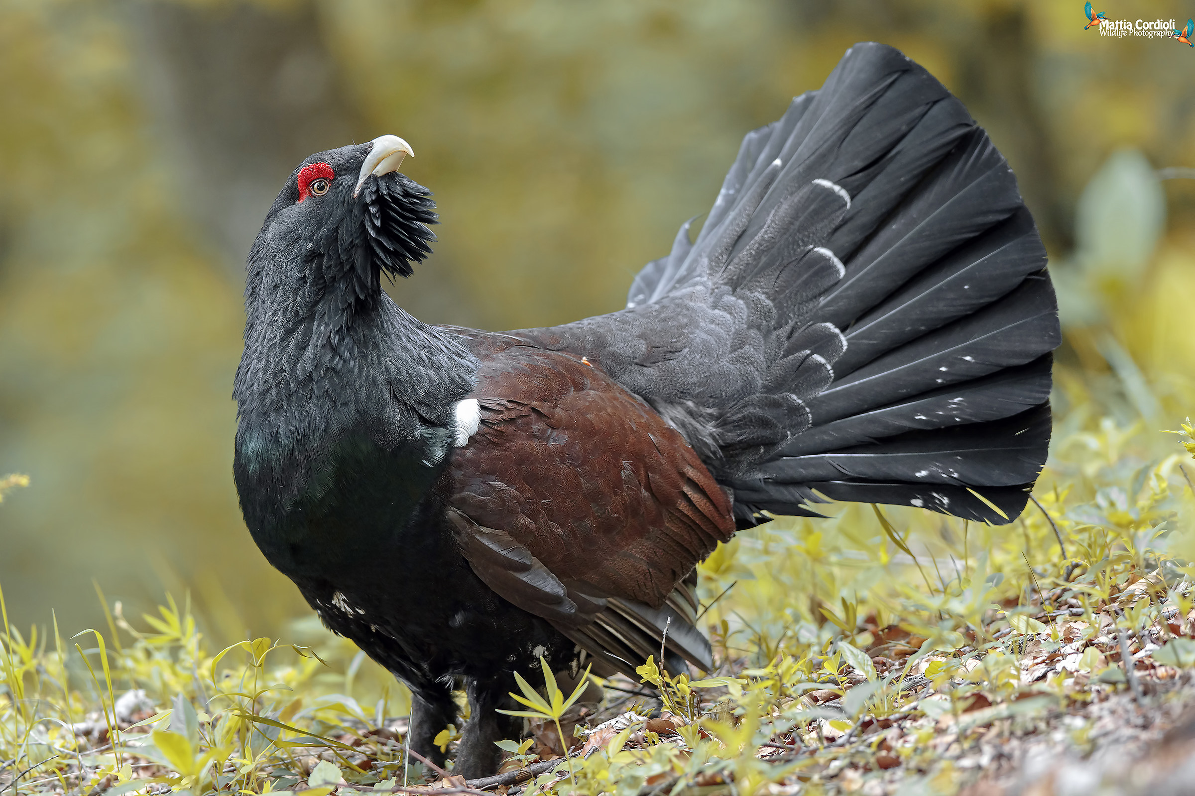 The rest of the Cedrone