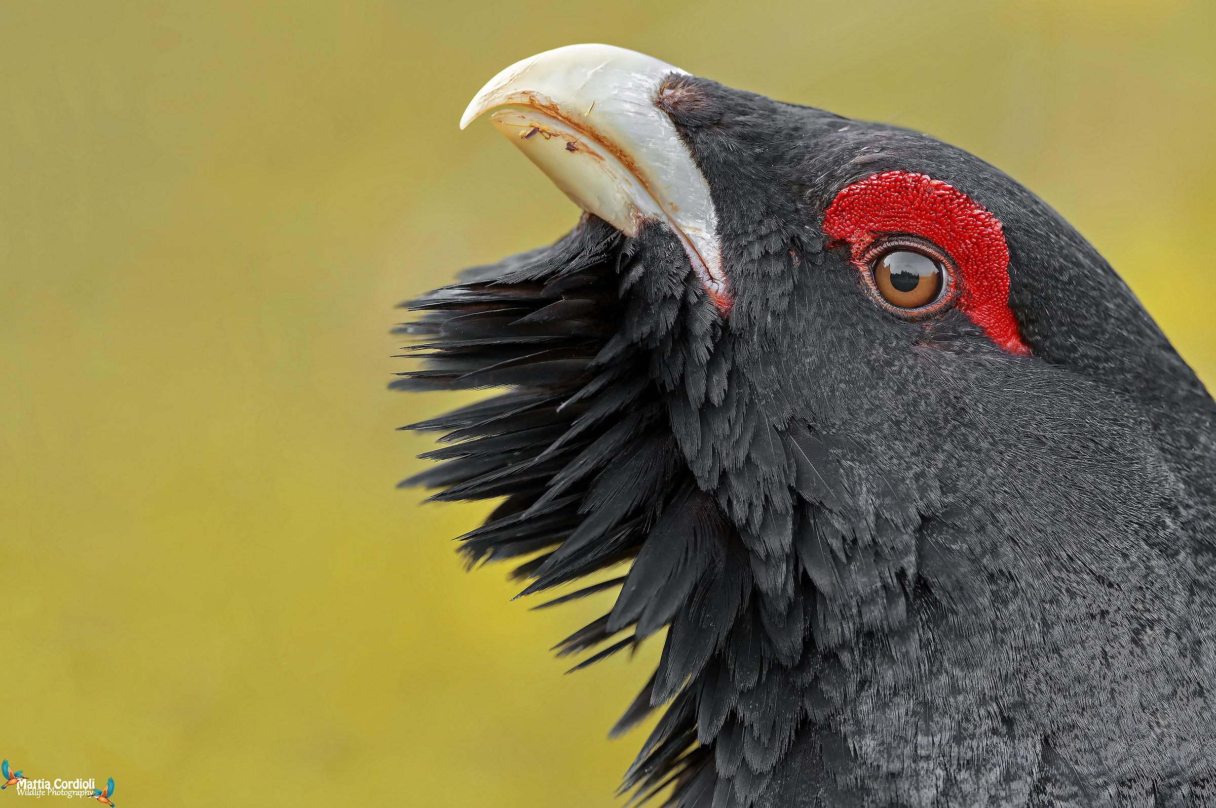 Photo of the Cedrone