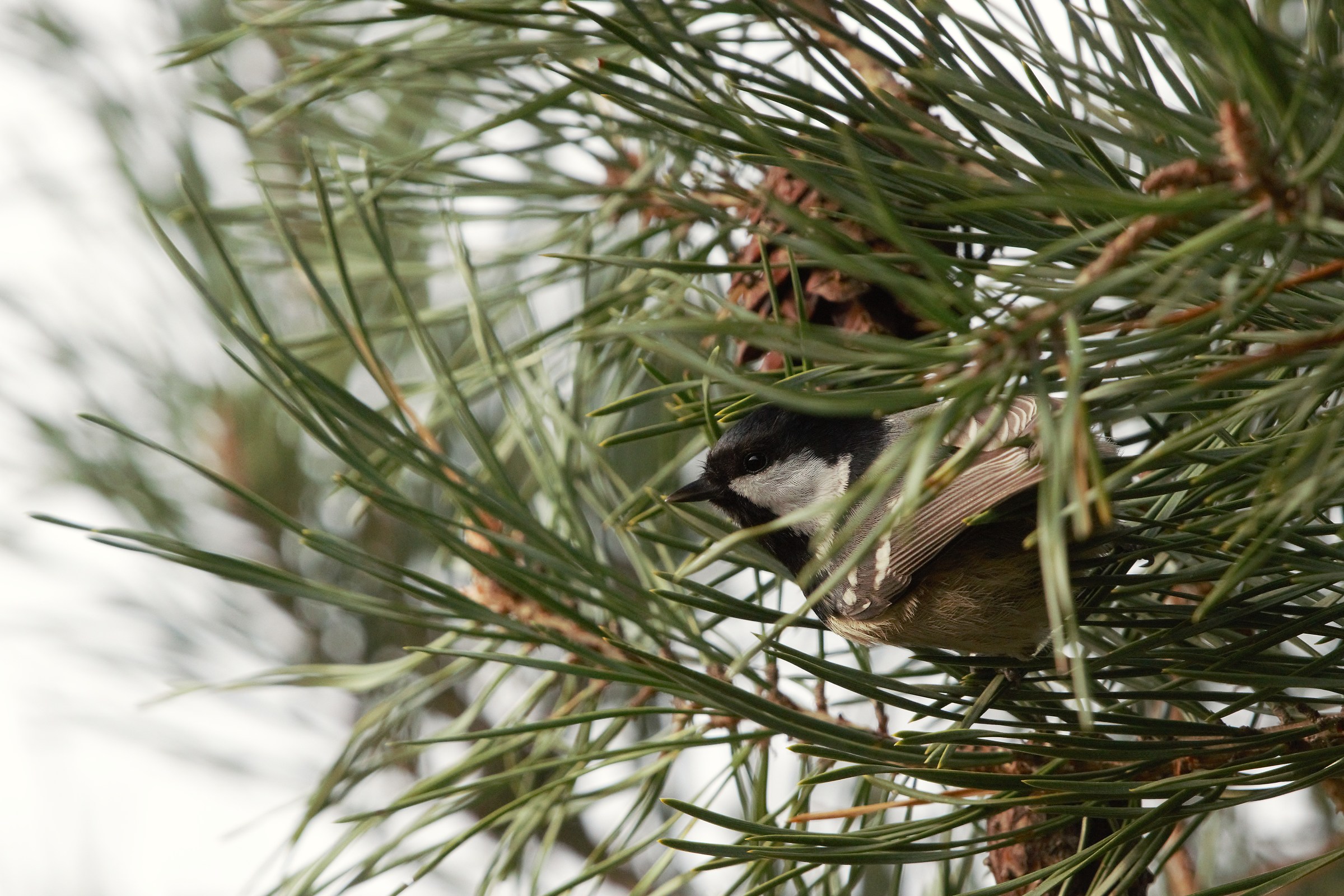 Cincia di Willow (Poecile montanus)
