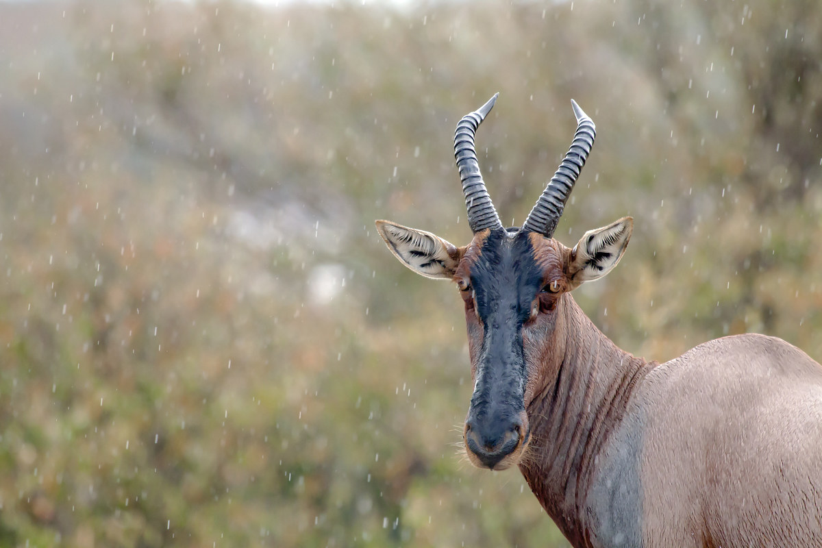 il Topi sotto la pioggia