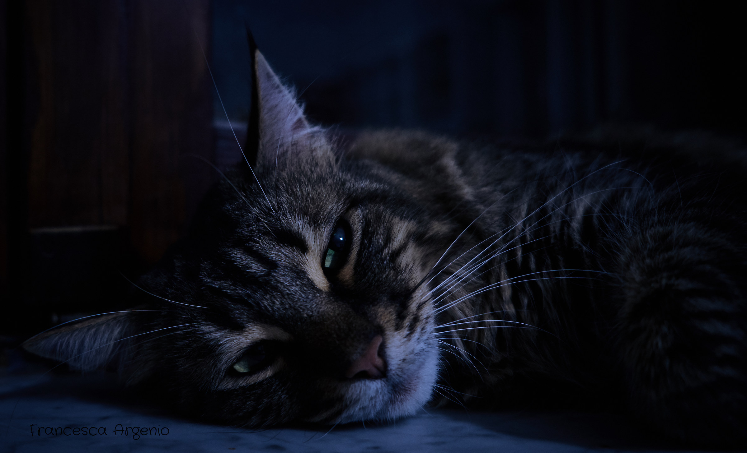 Night Cat