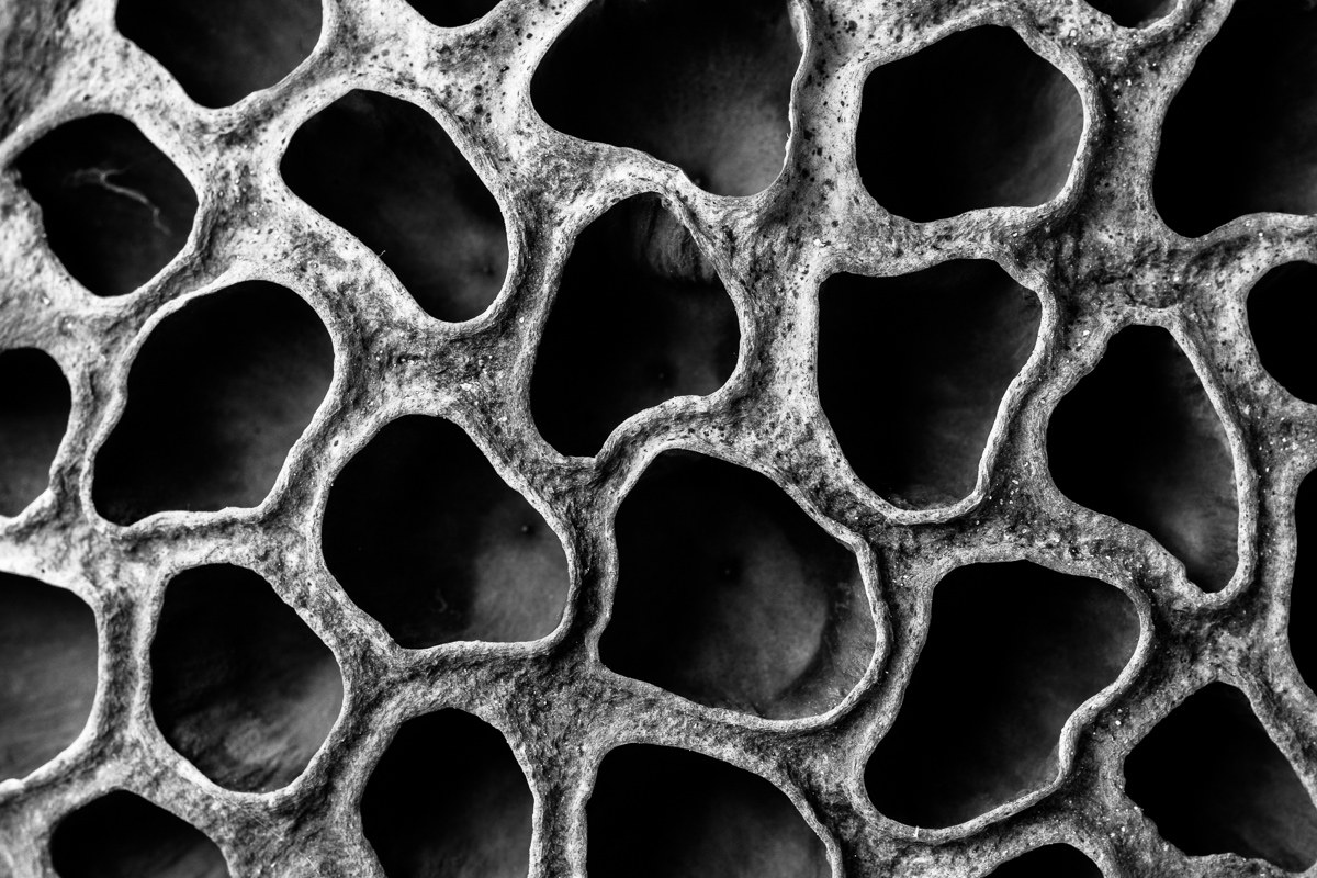 Lotus flower capsule...