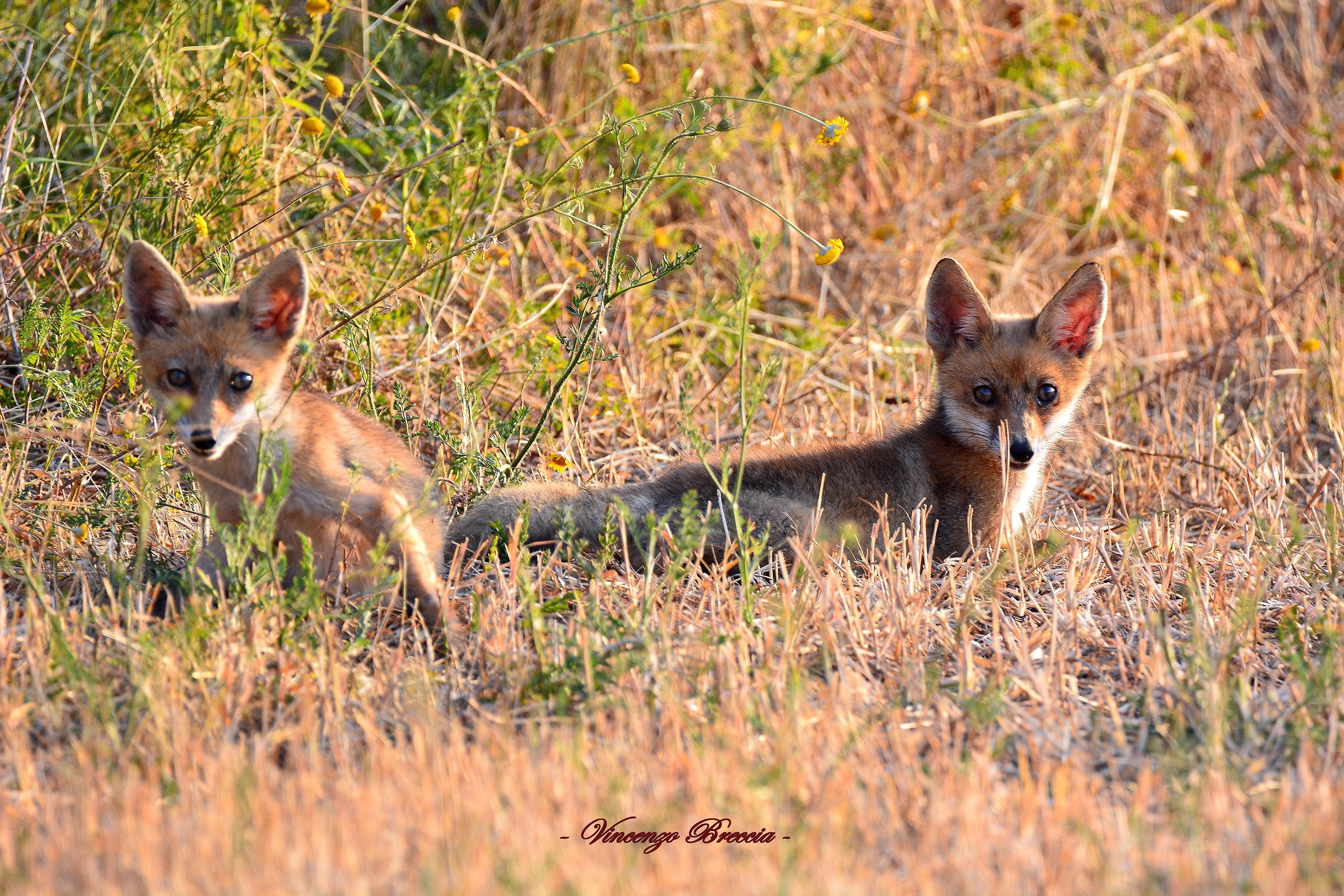 volpacchiotti fuori tana