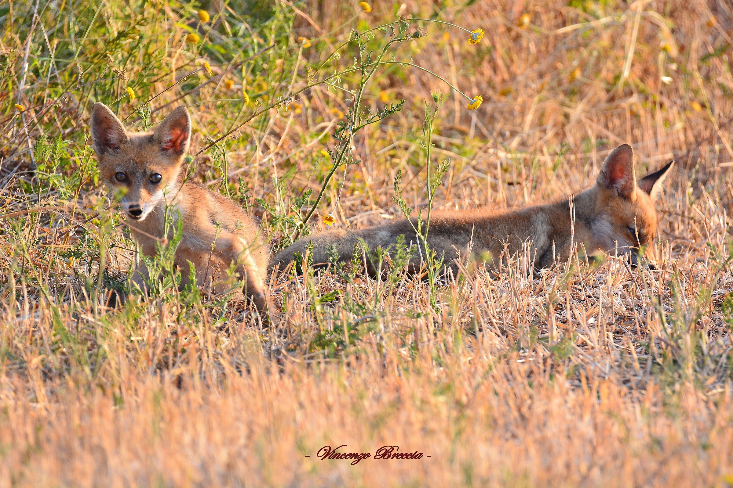 volpacchiotti fuori tana