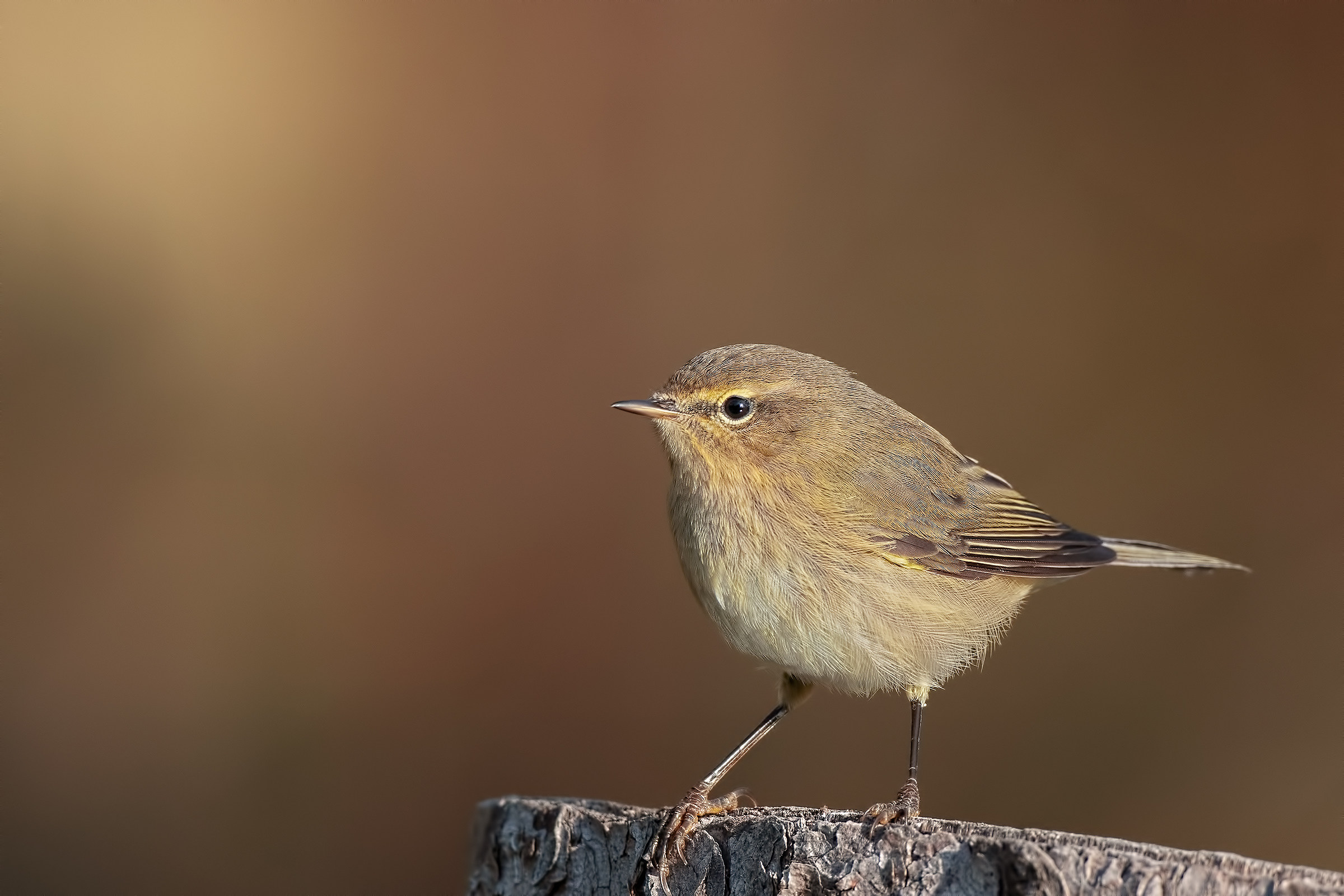 Luì piccolo (Phylloscopus collybita)