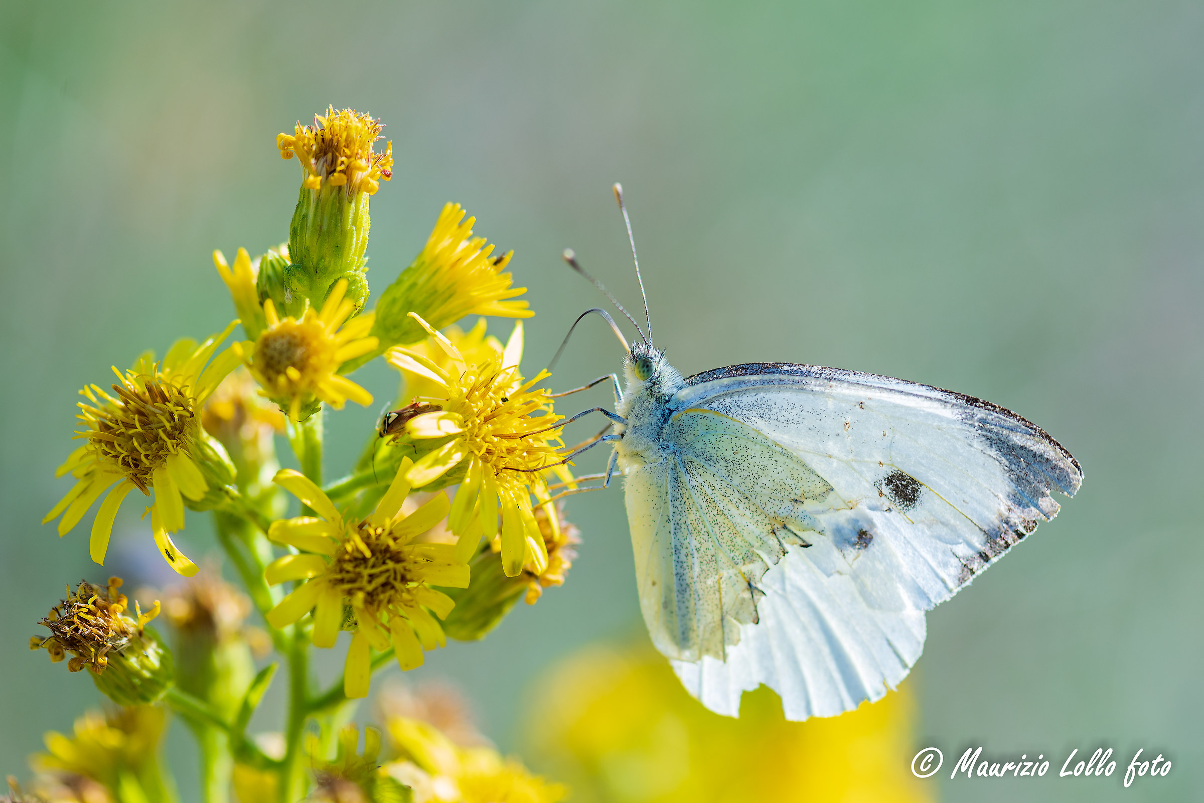 comunità su ultimi fiori in campagna