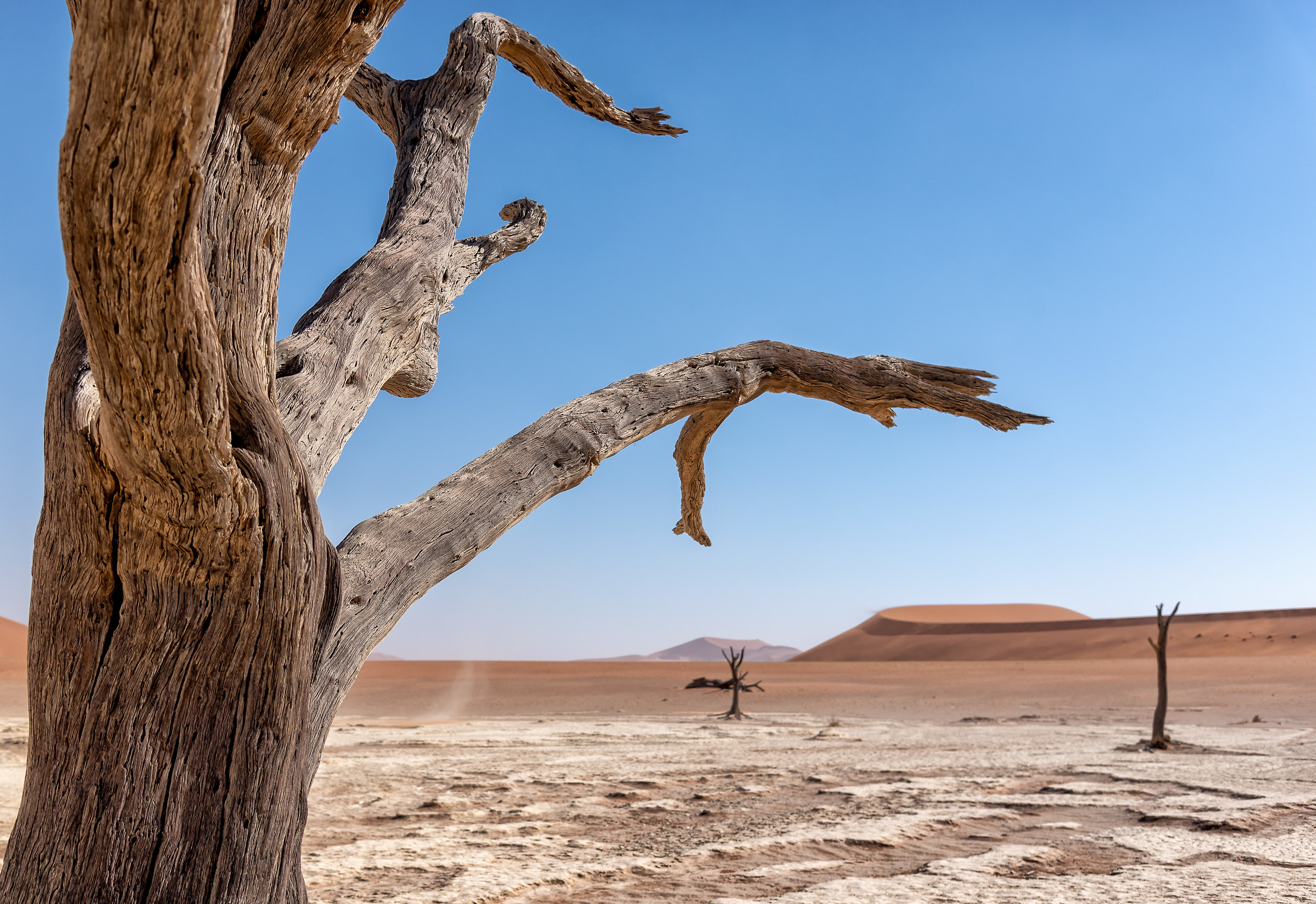 Thrilling Dead Vlei