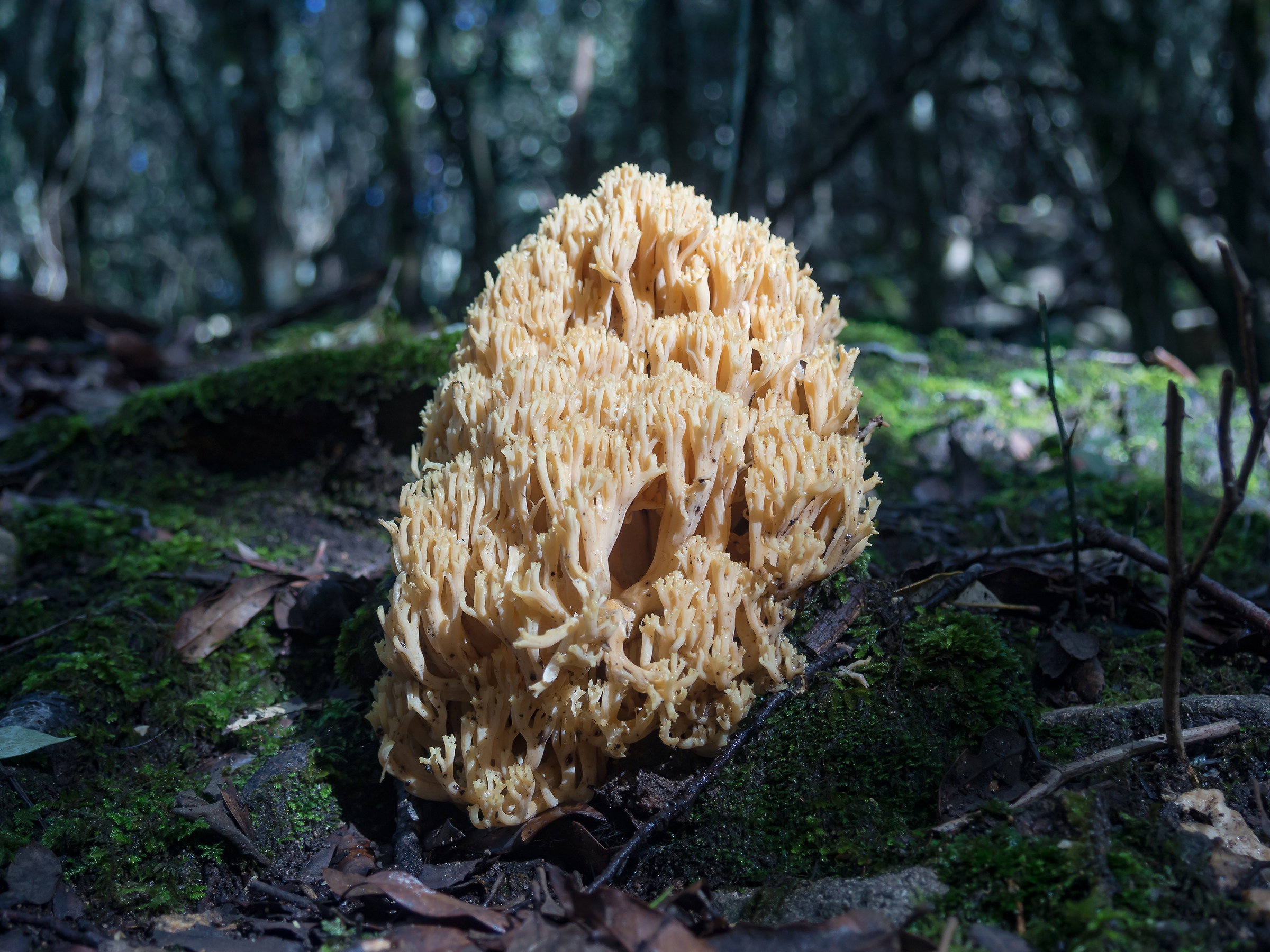 Ramaria stricta