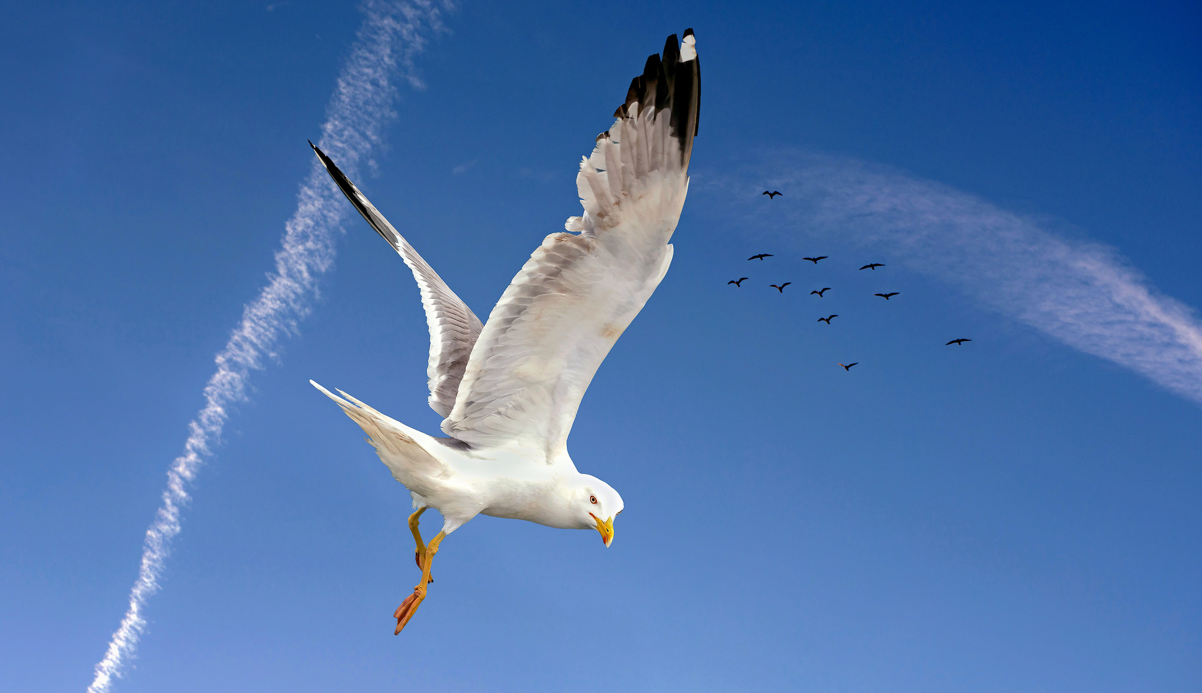 Seagull (25% of the original photo)