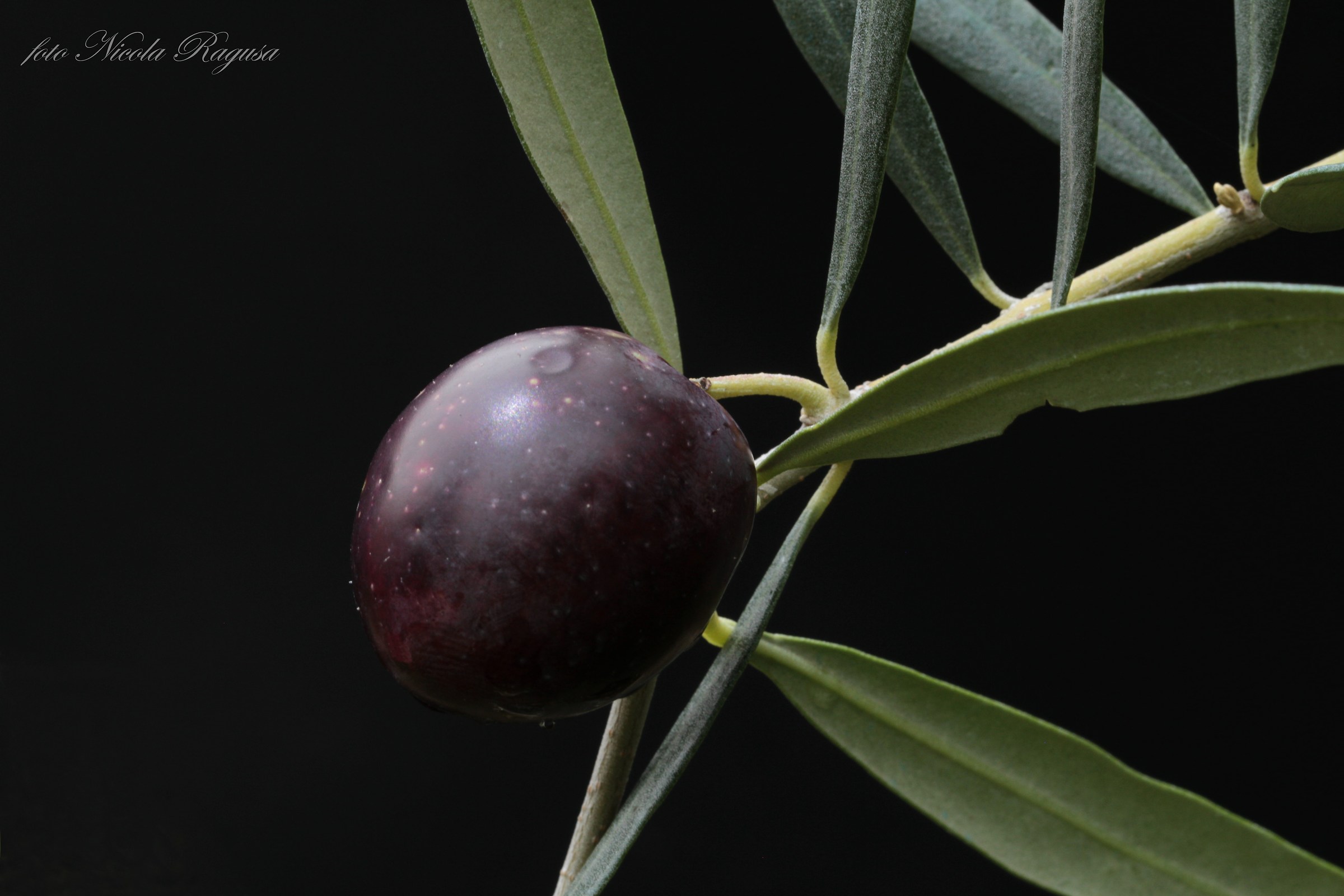 Olive Fruit 2