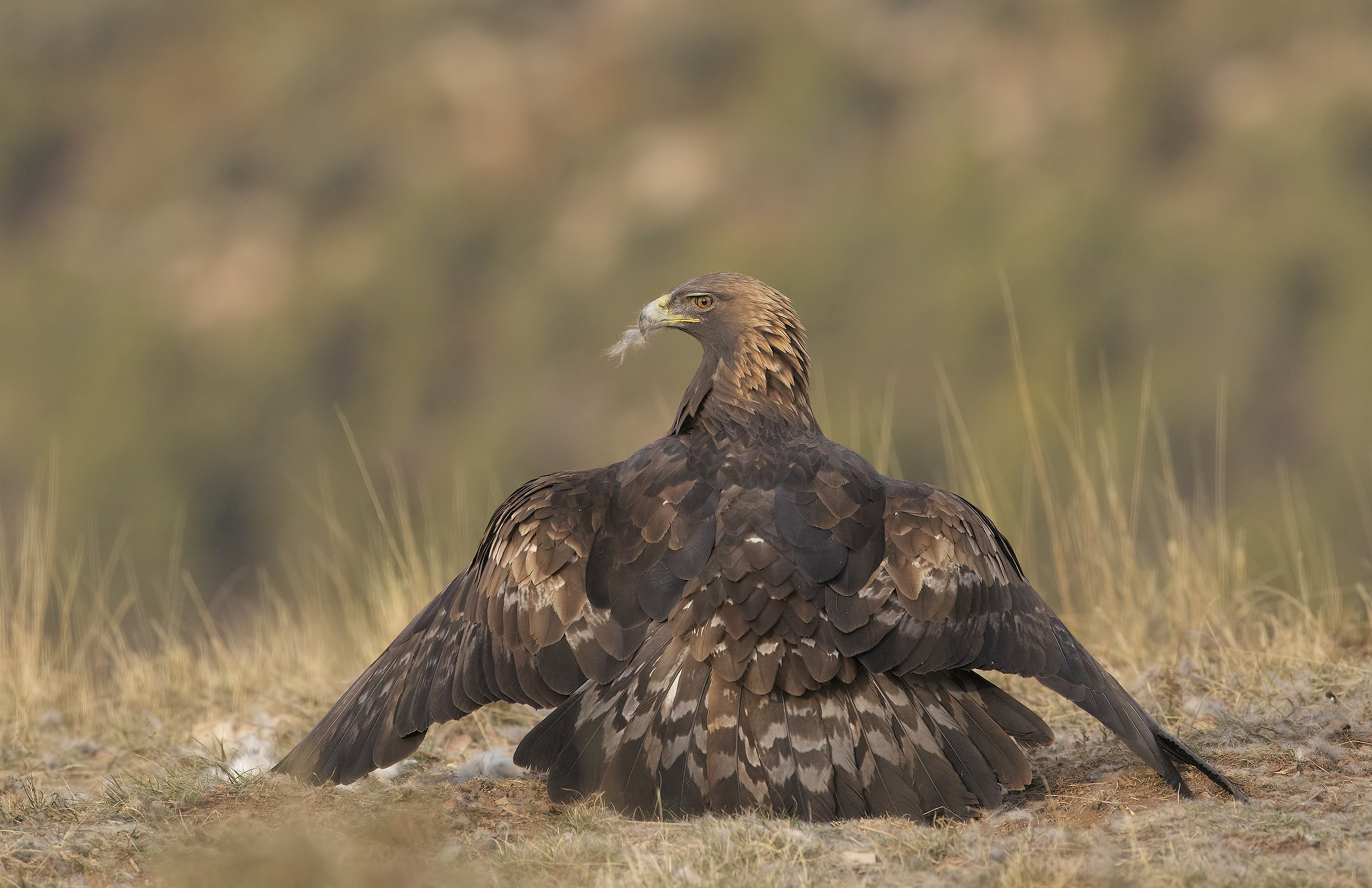 aquila reale(aquila crysaetos) "la regina" pirenei...