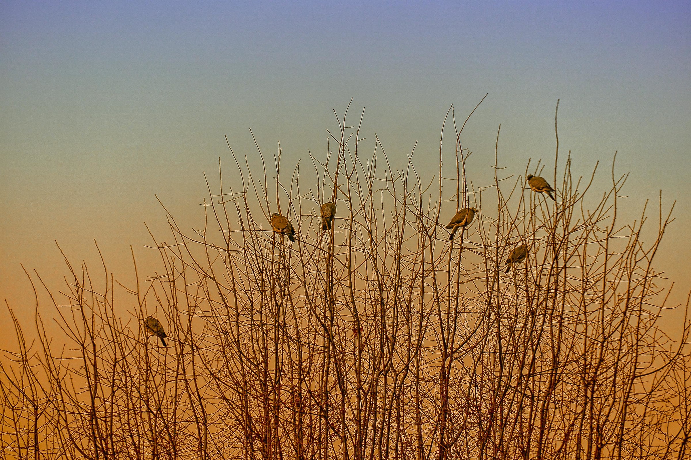 Autumn: Pigeons on the branches at sunset.