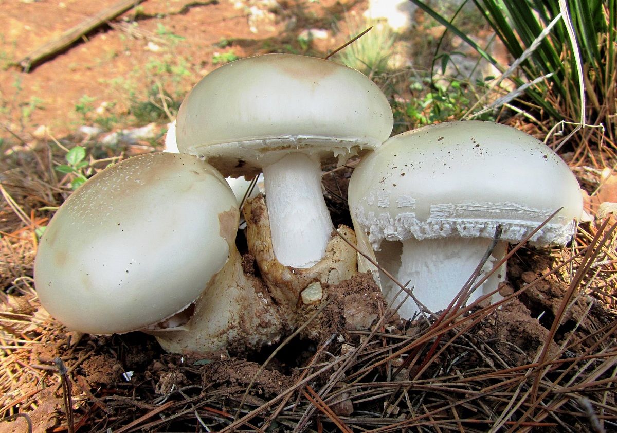 Amanita ovoidea
