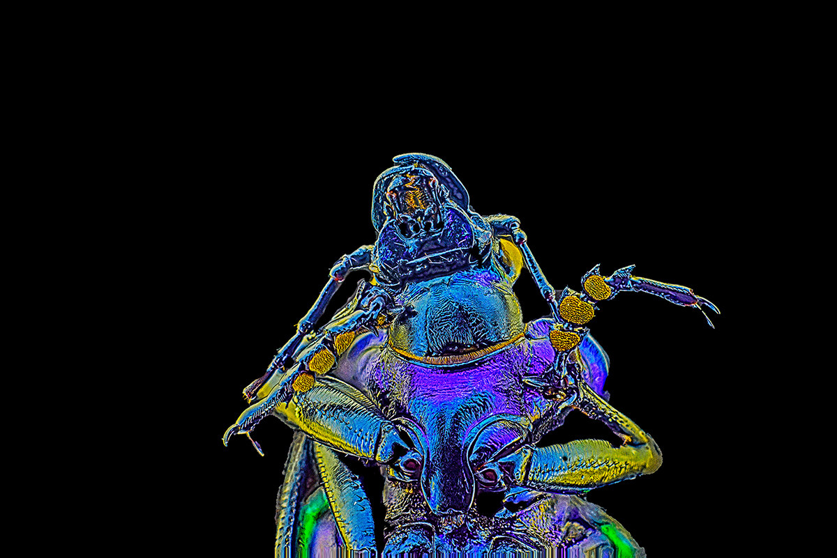 calosoma sycophants (particolare parte inferiore)