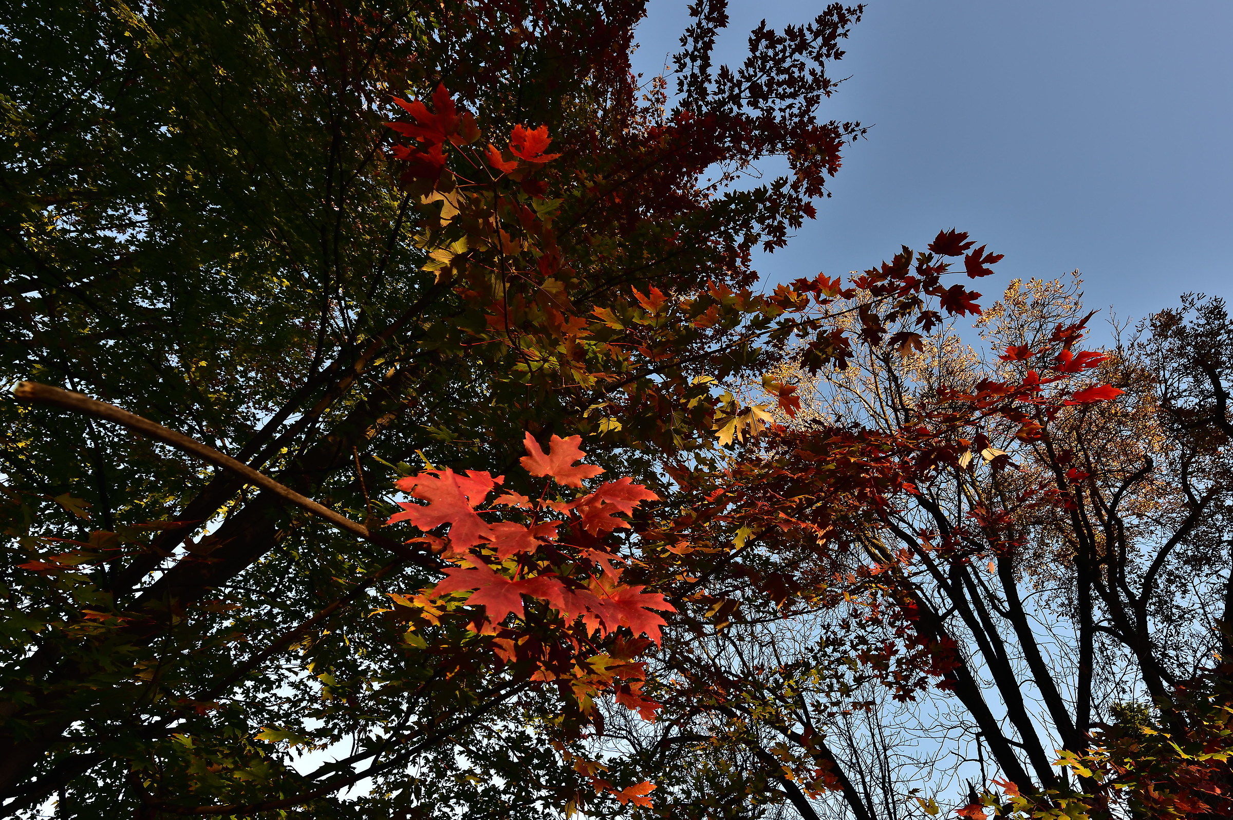 Avvisaglie di letargo vegetale