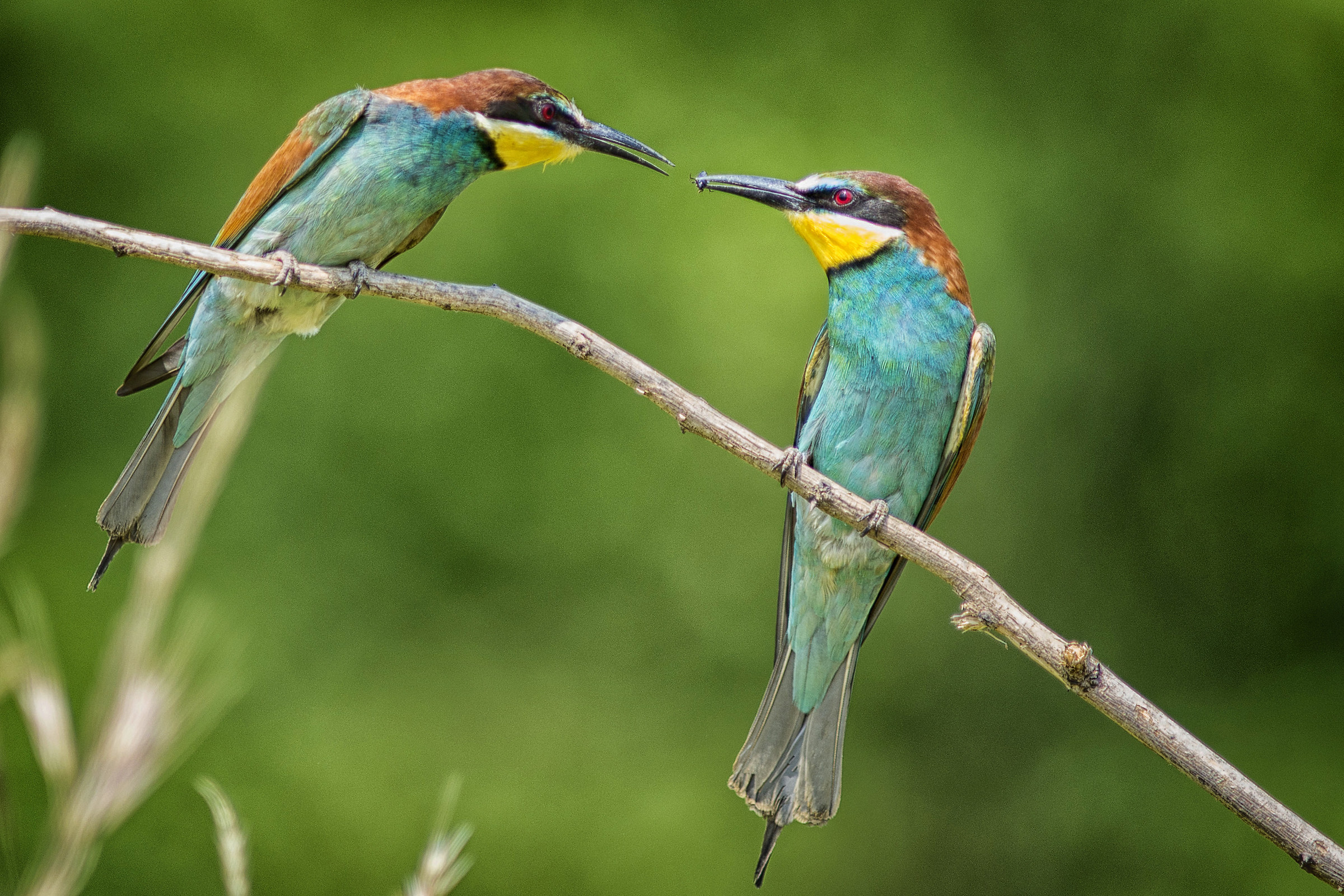 Bee-eater 02