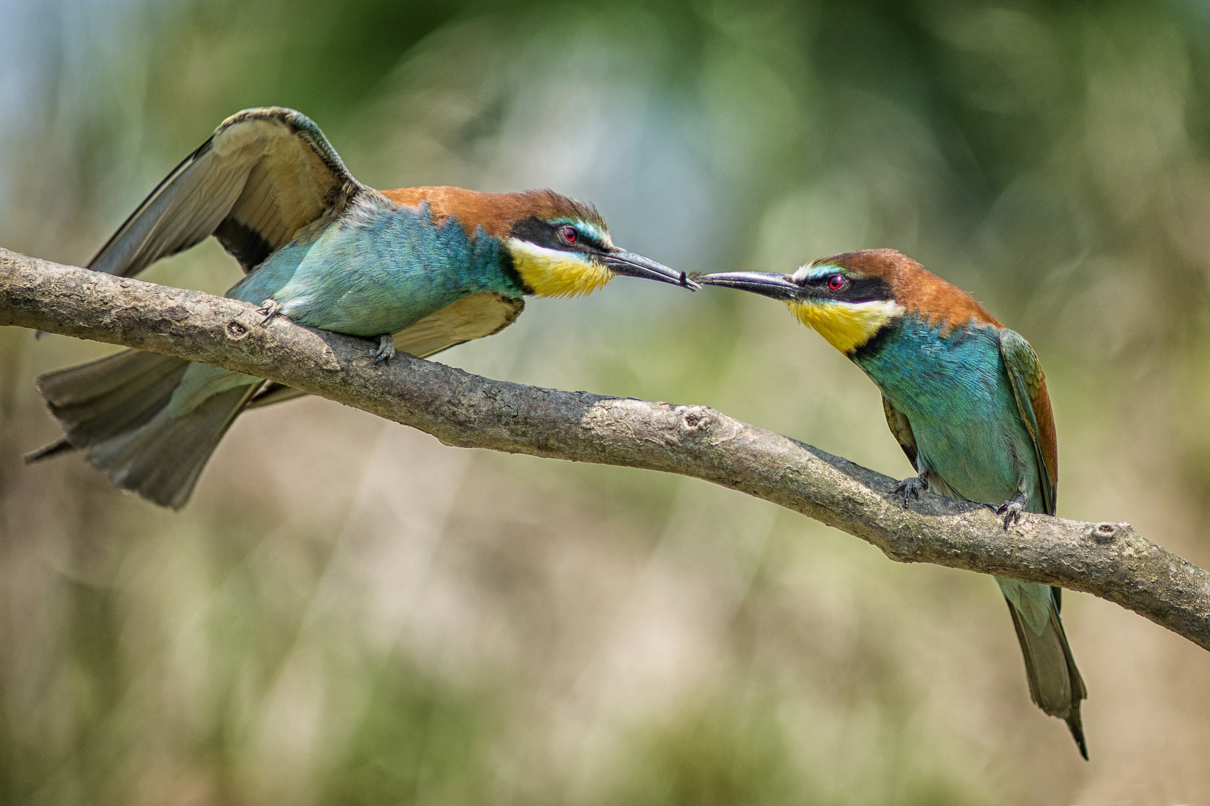 Bee-eater 03