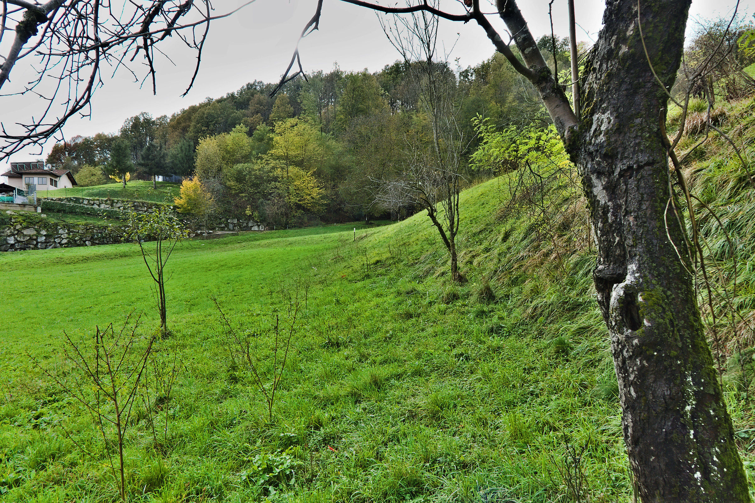Landscape with Apple tree