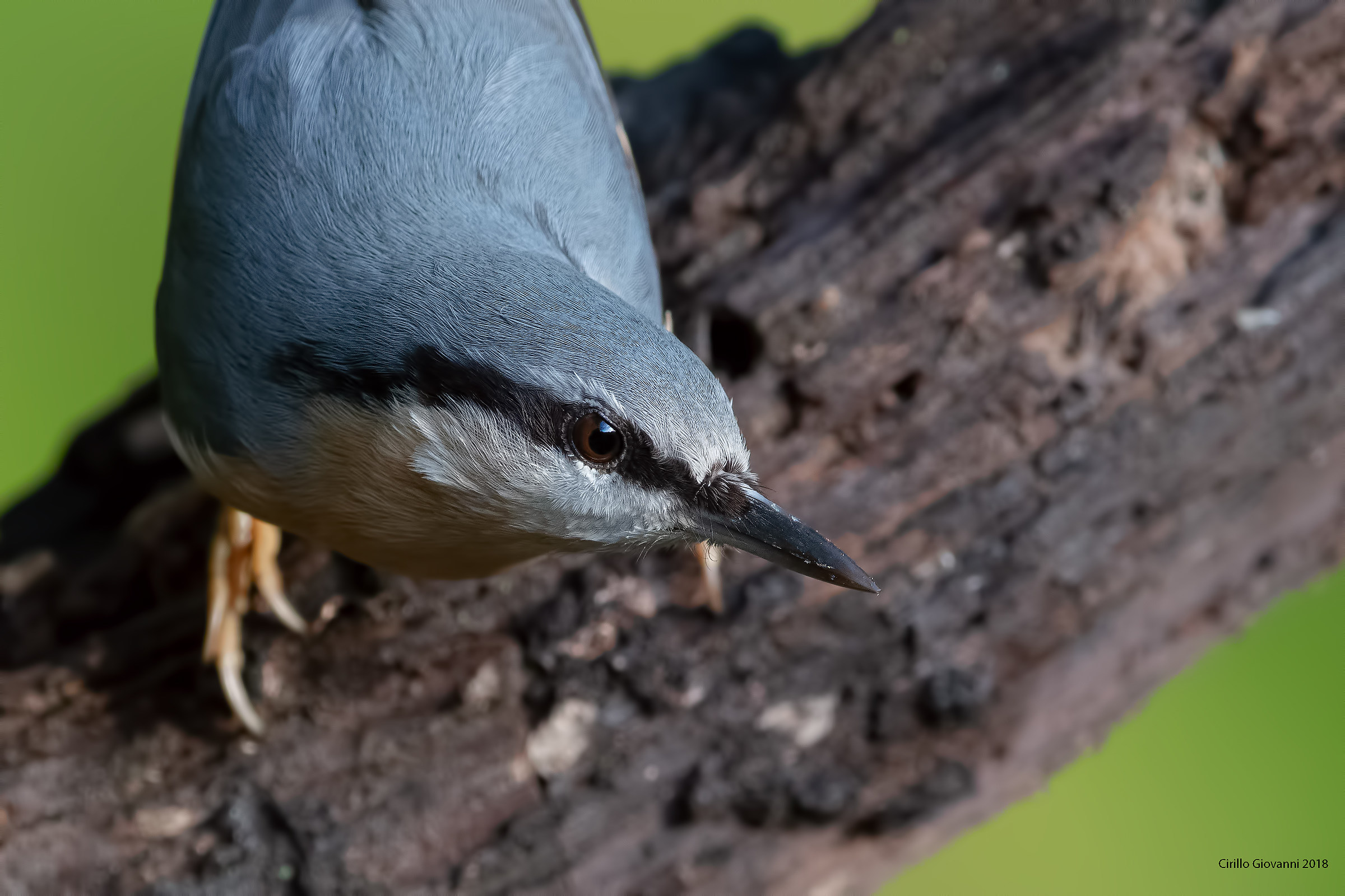 Portrait of a Nuthatch