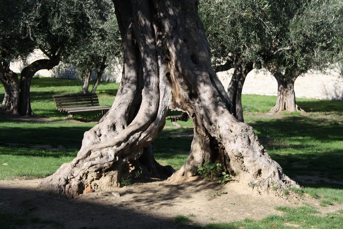 ancient olive tree