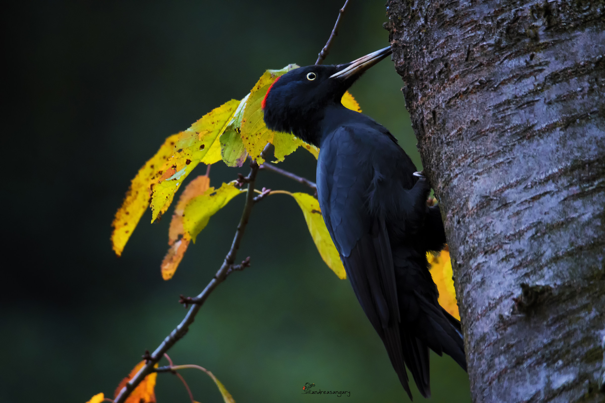 Picchio nero autunnale