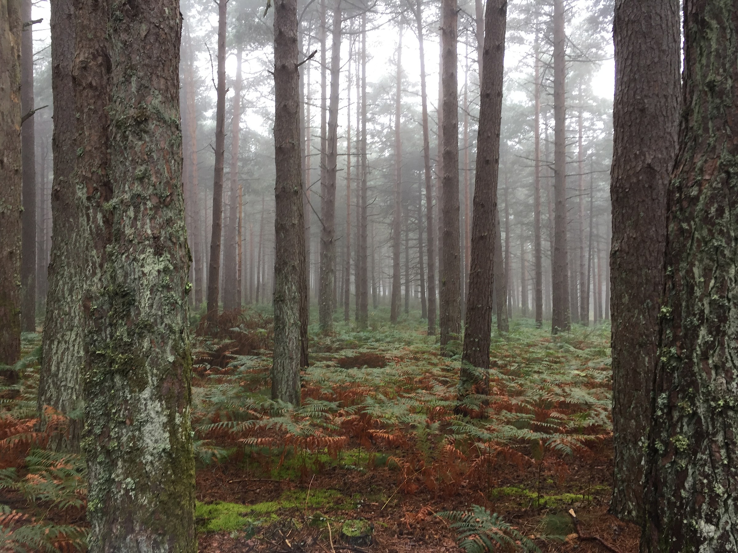Il silenzio del bosco