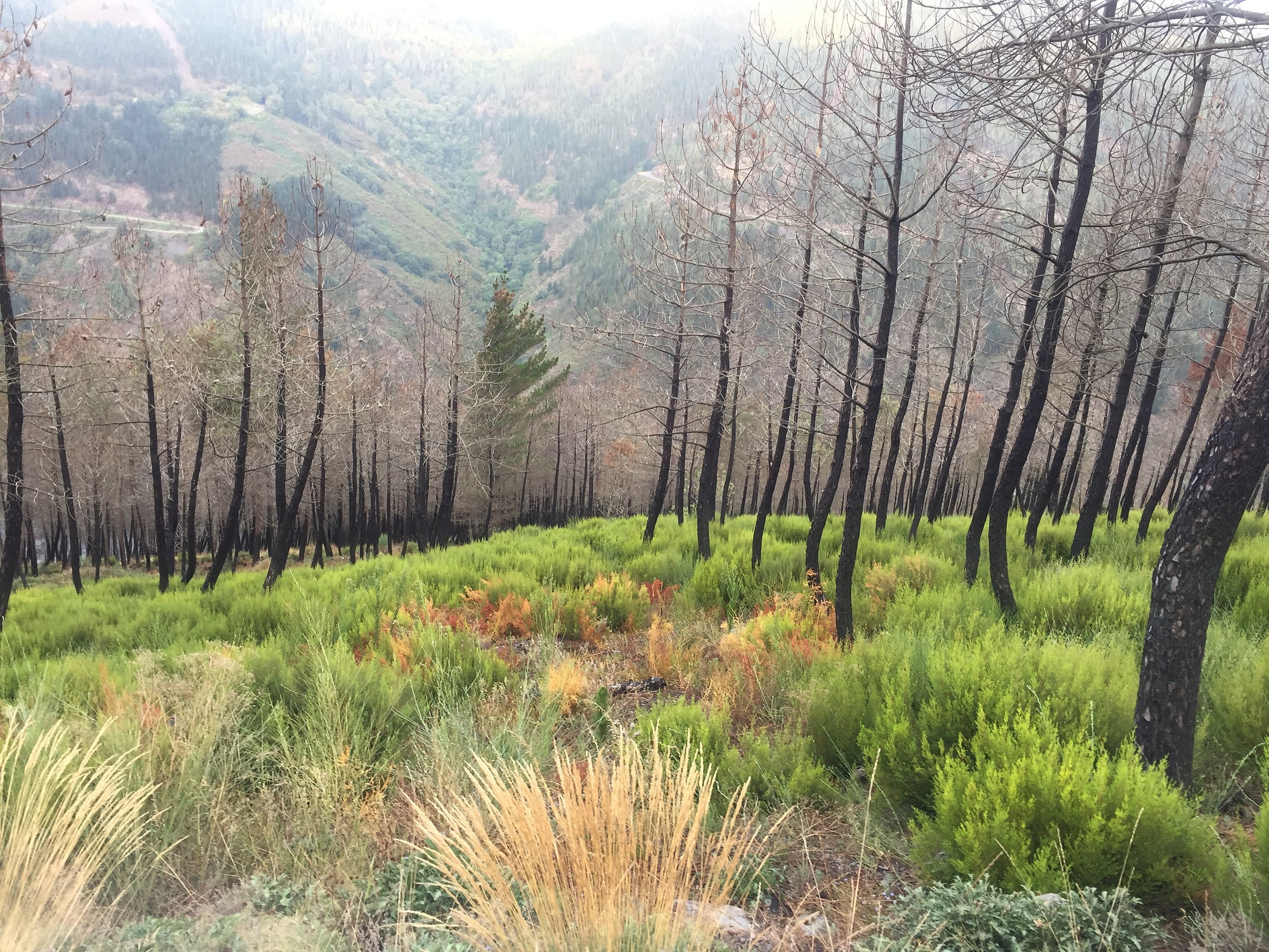 Il bosco rinasce dopo il fuoco