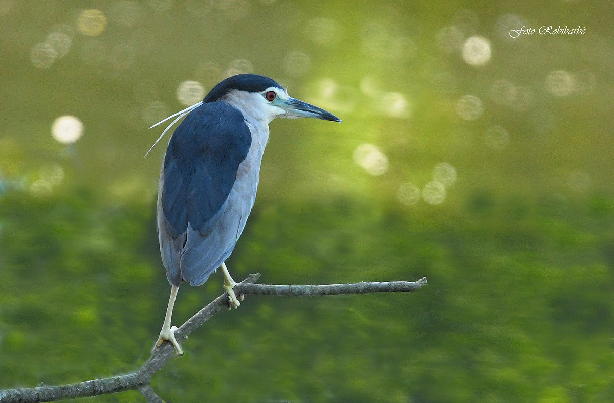 Nitticora ...alba...