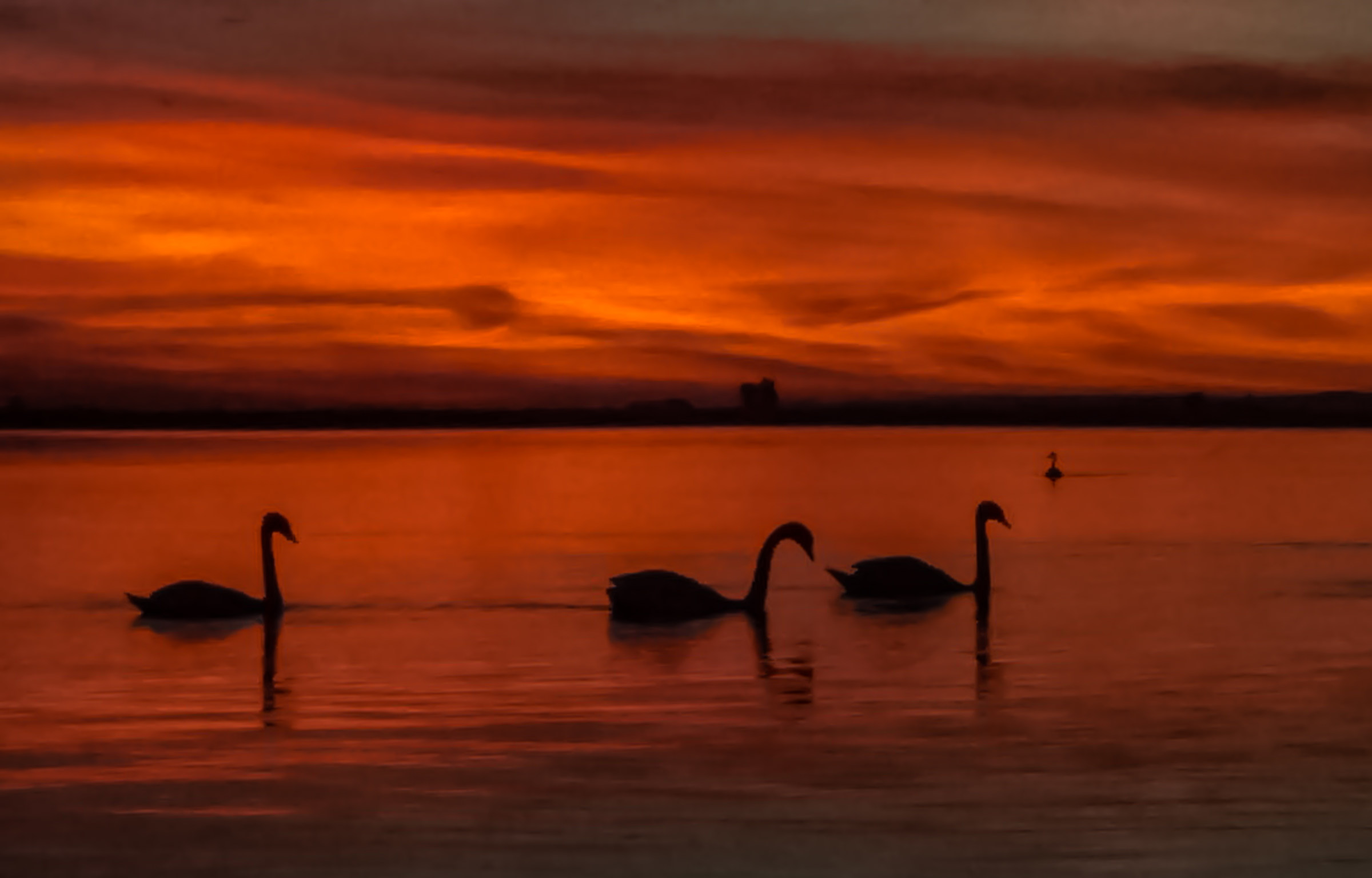 The Swan decorates and embellishes all the places