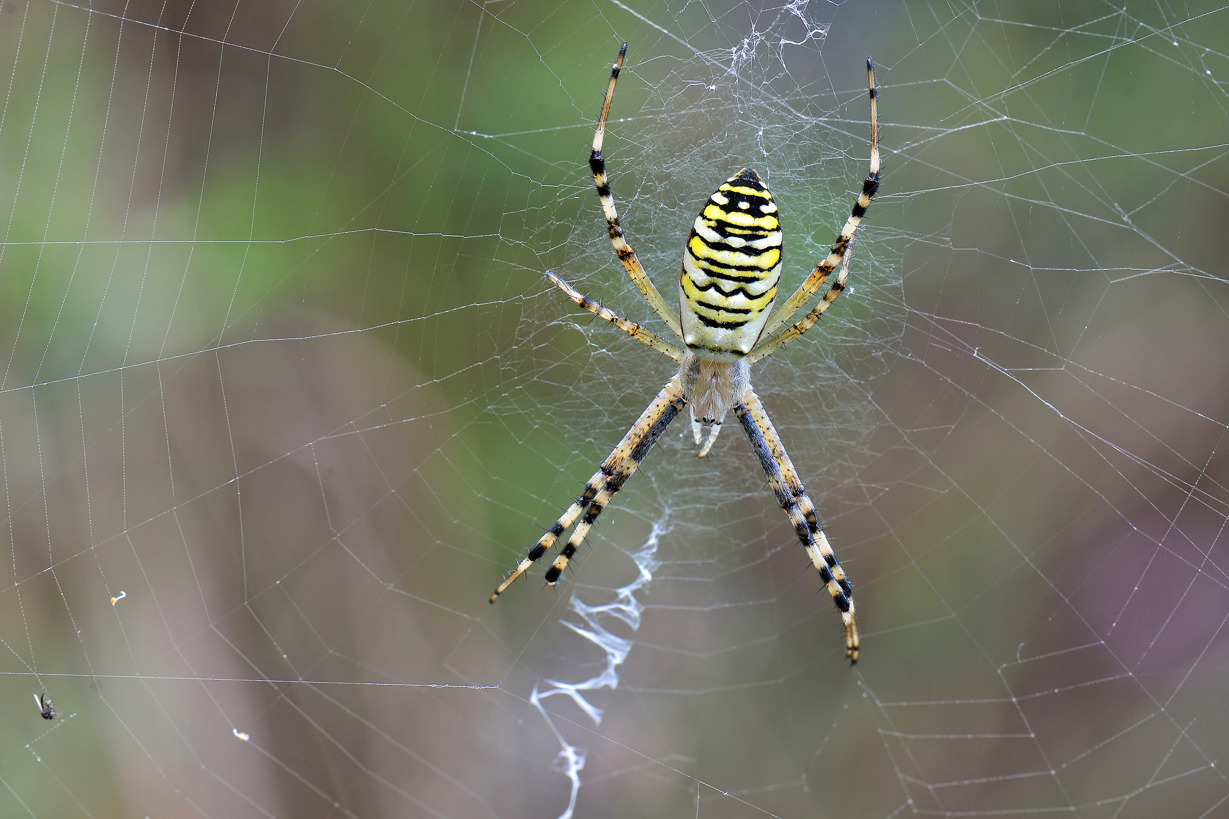 Argiope bruennichi