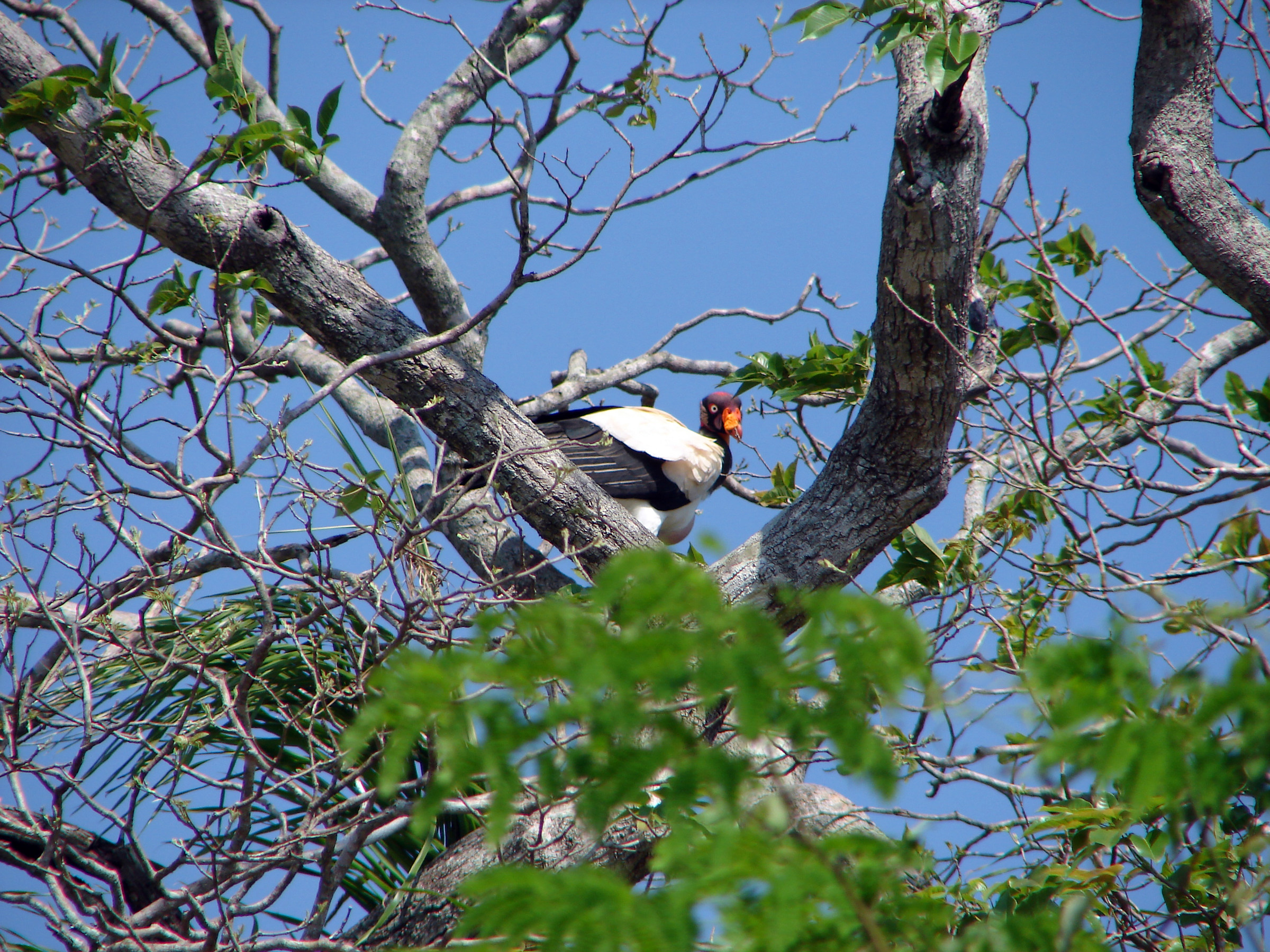 Pantanal: Mato grosso do sul: king Volture