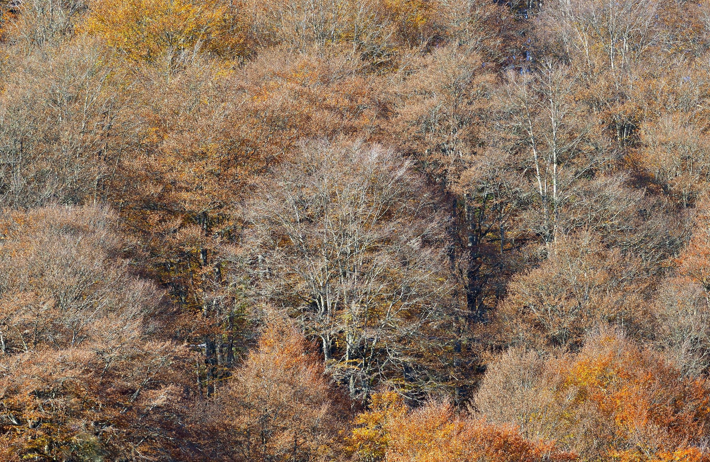 Autunno...semplicemente...