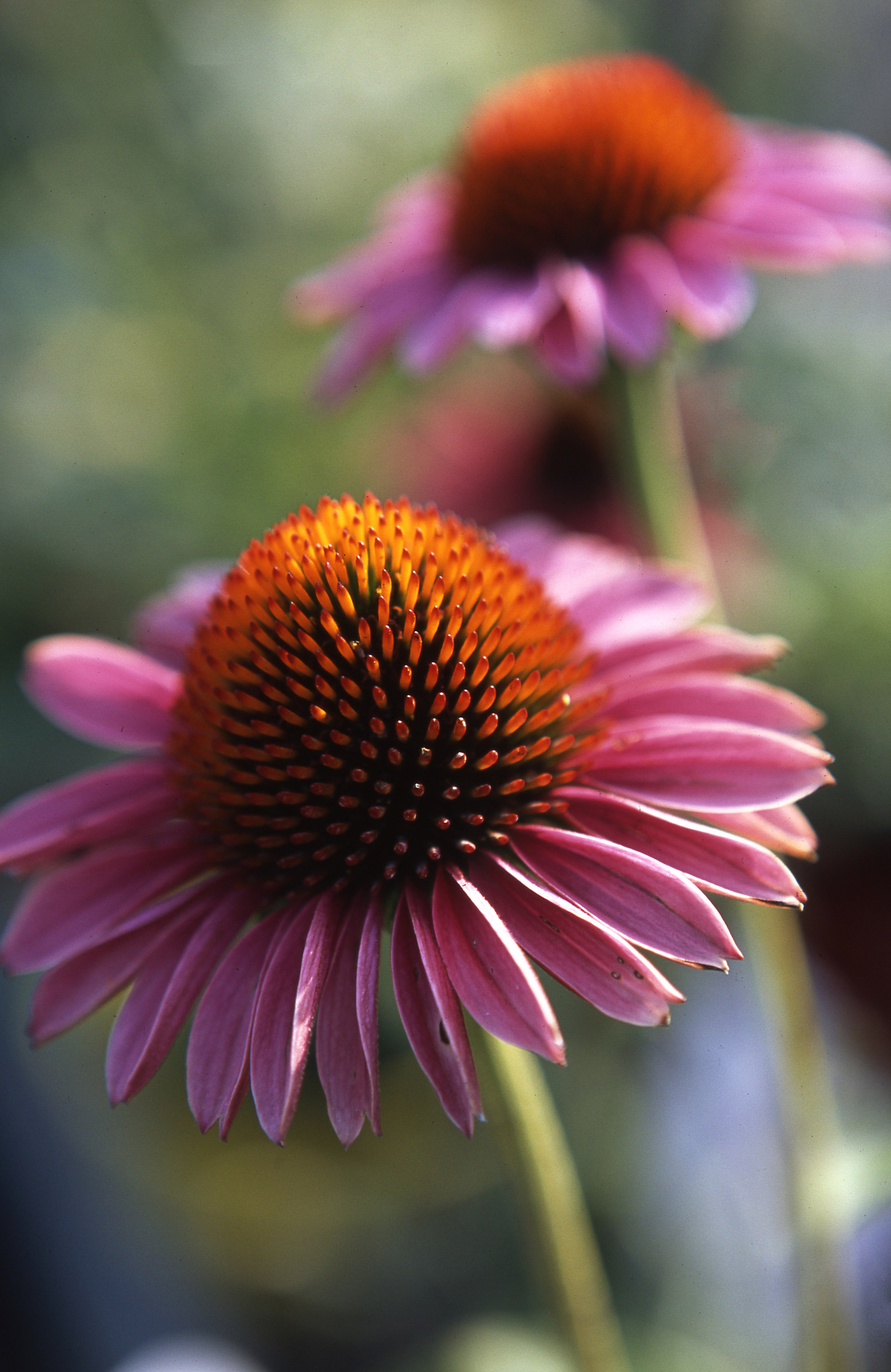 Echinacea