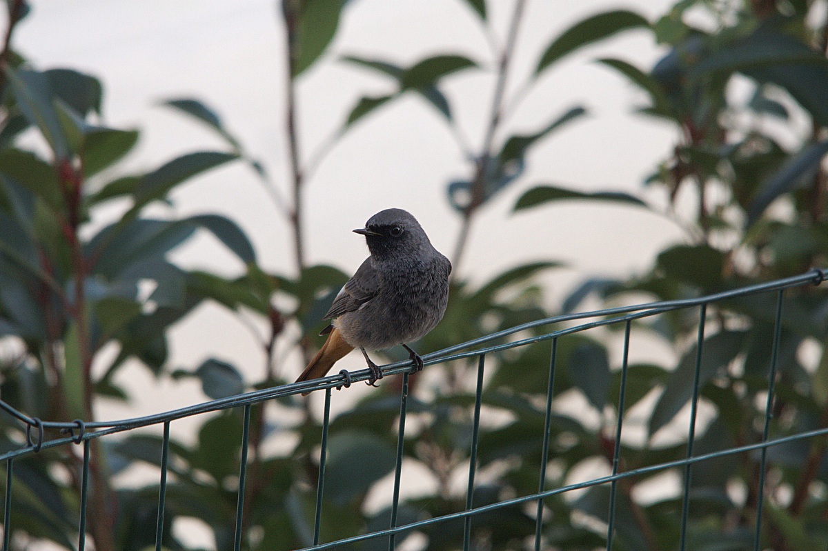 Codirosso Spazzacamino