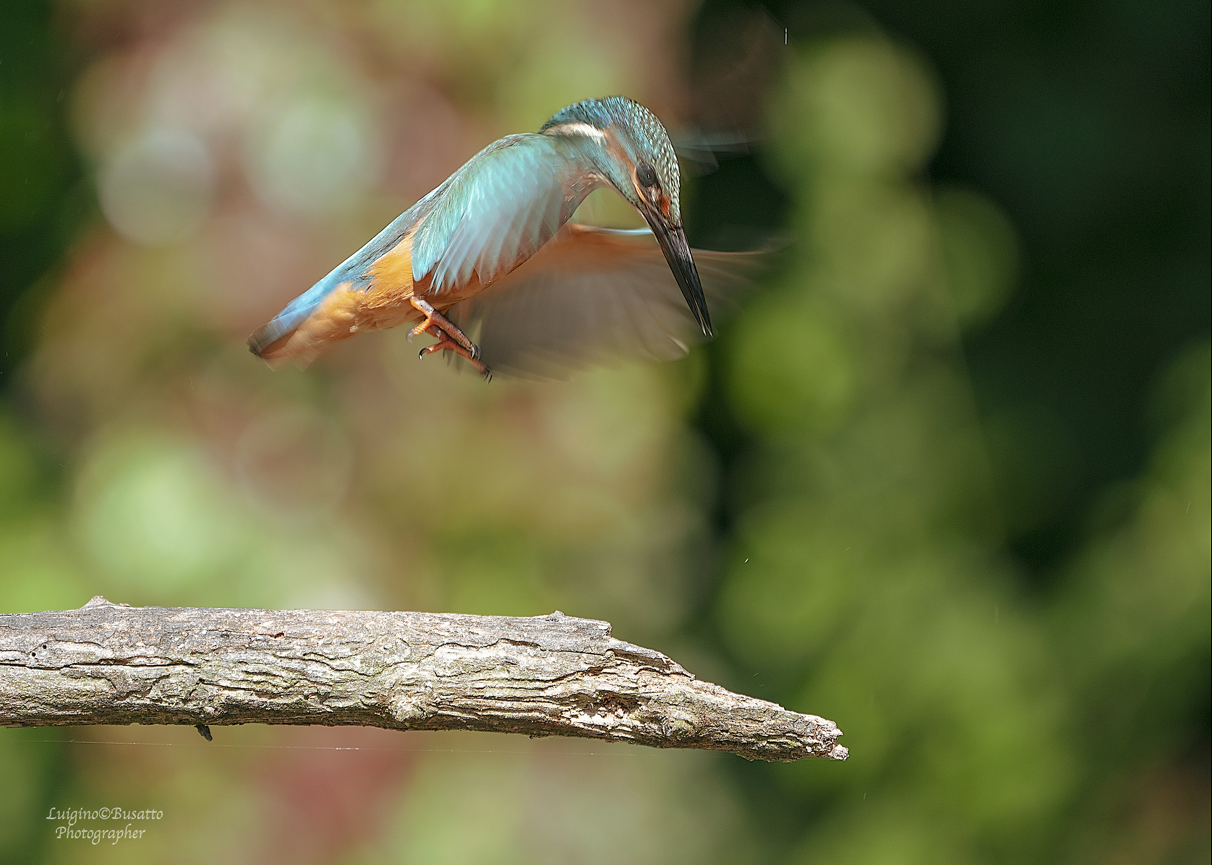 Kingfisher